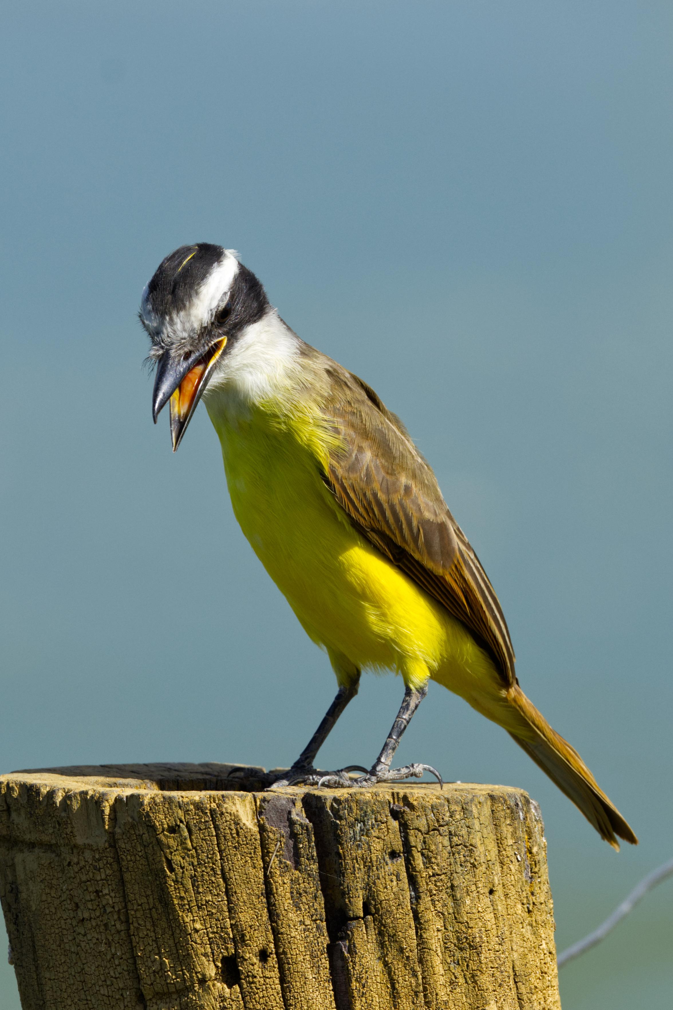 Ein Schwefelmaskentyrann (Pitangus sulphuratus) steht auf einem Zaunpfahl. Er hat den Kopf leicht gesenkt und den Schnabel halb geöffnet. Der Vogel wirkt enttäuscht, wenn man menschliche Mimik und Gestik als Maßstab heranzieht. 
Der 22 Zentimeter lange und 63 Gramm schwere Schwefelmaskentyrann ist ein Vogel mit brauner Oberseite, schwarz-weiß gestreiftem Kopf, gelbem Scheitelstreif, weißer Kehle und gelber Unterseite. Der kurze, dicke Schnabel ist schwarz gefärbt.