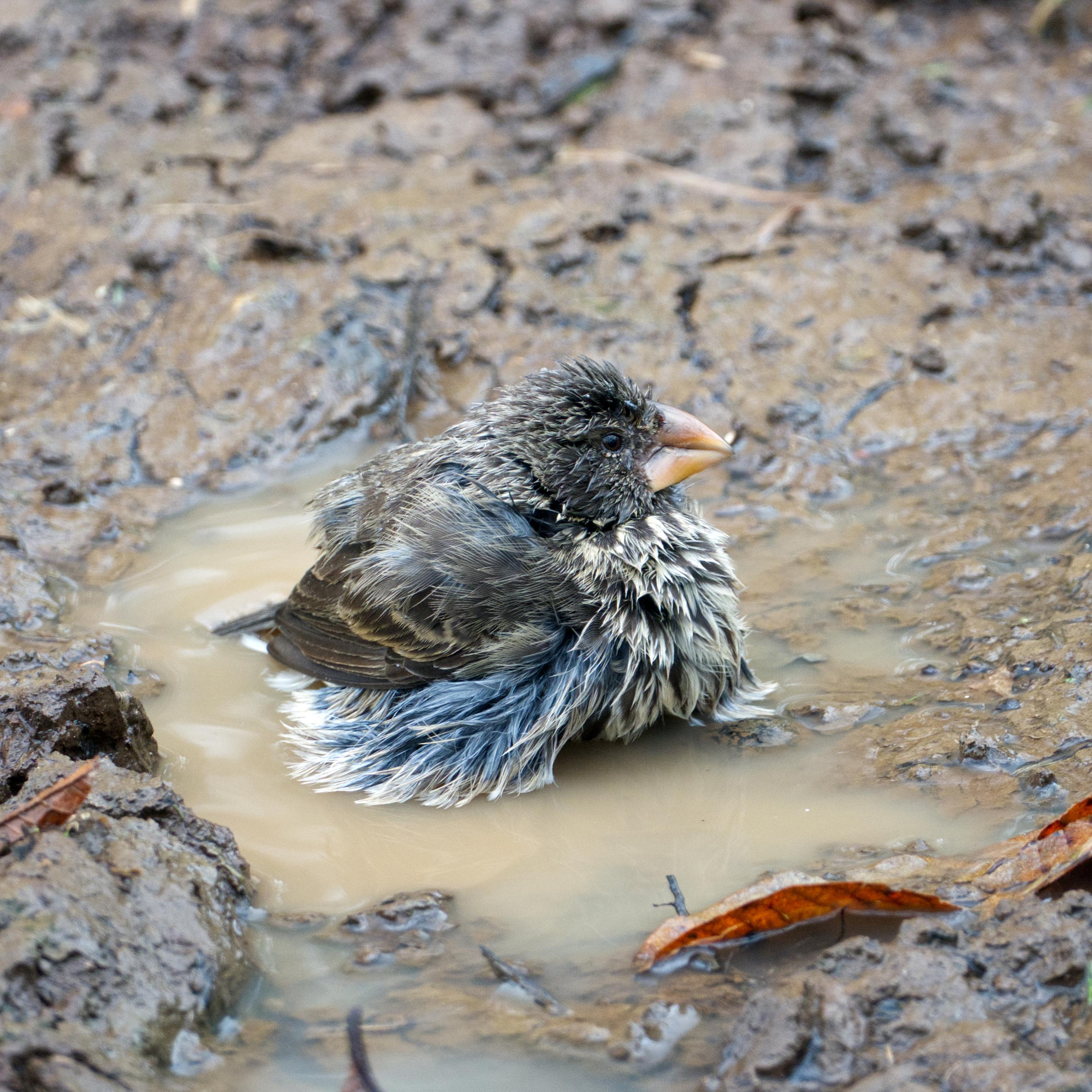 Ein Darwinfink (auch Galápagos-Fink, Geospizini) planscht in einer Pfütze mit trübem bräunlichen Wasser. Seine Federn sind klitschnaß und hängen teilweise herunter. An Brust und Vorderflügeln ist das Gefieder eher hellblau mit weißen Spitzen. Kopf und Flügeldecken erscheinen schmutzig grau-braun. Der Schnabel ist hell hornfarben.
Um die Pfütze herum nasser, modderiger brauner Erdboden.
Darwinfinken sind etwa 20 Zentimeter groß und unterscheiden sich im Wesentlichen durch die Form und Größe ihres Schnabels sowie durch ihre unterschiedlichen Lebens-, speziell Ernährungsweisen. Auch ihre Gesänge sind unterschiedlich.