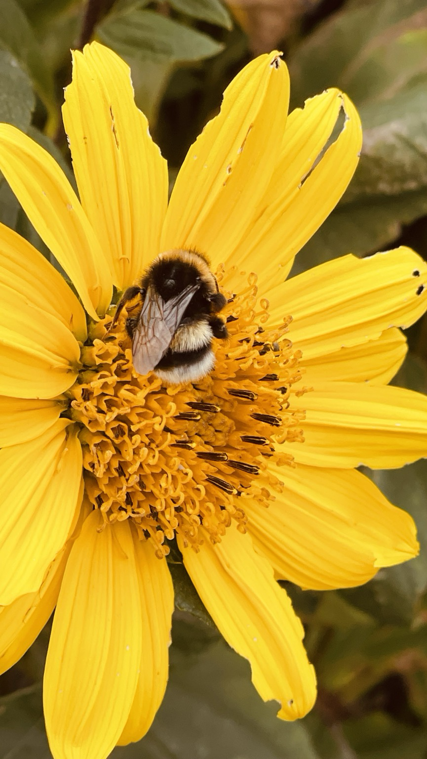 Eine dunkle Erdhummel auf einer Sonnenblume.