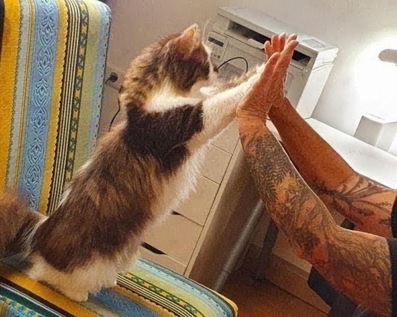 Aufnahme in einem Wohnzimmer. Eine Langhaarkatze sitzt aufgerichtet auf ihren Hinterbeinen und patscht mit beiden ausgestreckten Vorderpfoten in die ausgestreckten Hände einer Person. Von der Person sieht man nur die tätowierten Arme, die links ins Bild ragen. Im Hintergrund sind Schreibtisch, Schrank und Drucker zu sehen.