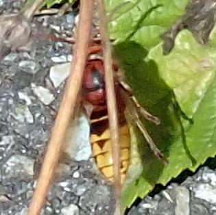 eine hornisse fliegt nur knapp über einem grünen blatt das auf dem asphaltboden liegt, wirft einen schatten auf dieses. wie immer bei meinen versuchen hornissen im flug zu erwischen, ist das bild sehr unscharf. hier stören zu allem überfluss zudem noch zwei strohgelbe halme die vor der hornisse durchs bild gehen, fast senkrecht.