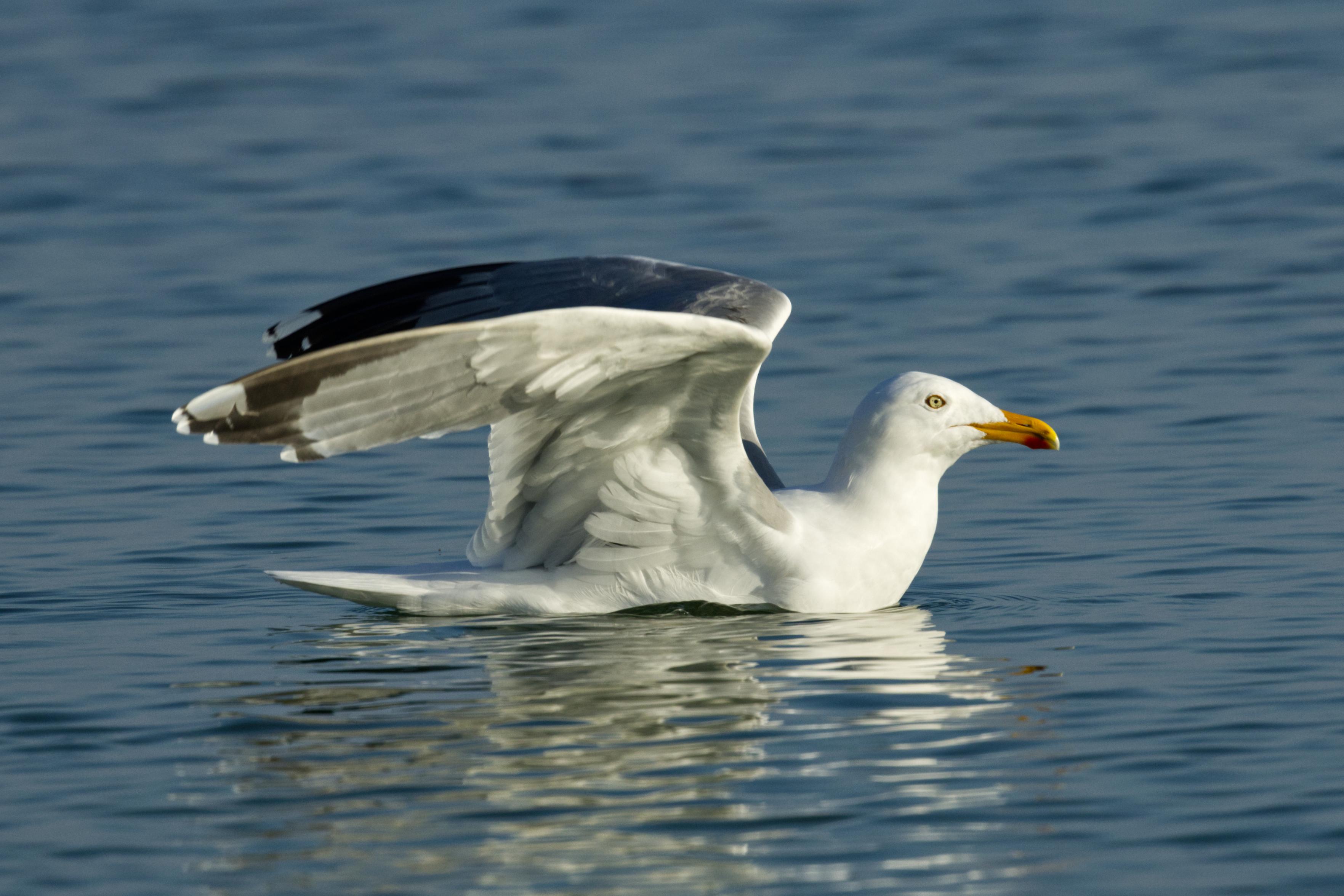 Das Bild zeigt eine schwimmende Silbermöwe (Larus argentatus) im Profil. Sie hat die Flügel halb angewinkelt aufgestellt, daß die Silhouette entfernt an das Raumschiff Enterpreis erinnert.
Der Schnabel ist gelb mit einem roten Gonysfleck, der auf den Unterschnabel beschränkt ist. Die Iris ist schwefelgelb, das Auge mit einem orangegelben Ring umgeben. Kopf, Hals, Nacken und Unterseite sind wie auch Bürzel und Schwanz überwiegend reinweiß. An Kopf und Hals ist die graue Strichelung des Winterkleides zu erkennen. Mantel, Rücken und Schulterfedern sind wie auch die Flügeloberseite hell bläulichgrau. Die Schwingenspitzen sind weiß. Auf den beiden äußeren Handschwingen ist zudem – durch ein subterminales, schwarzes Band von der Spitze getrennt – ein weiteres weißes Feld vorhanden. Auf dem zusammengelegten Flügel wirken die weißen Spitzen wie eine Reihe rundlicher Punkte.
Die Beine und Füße sind rosa.
