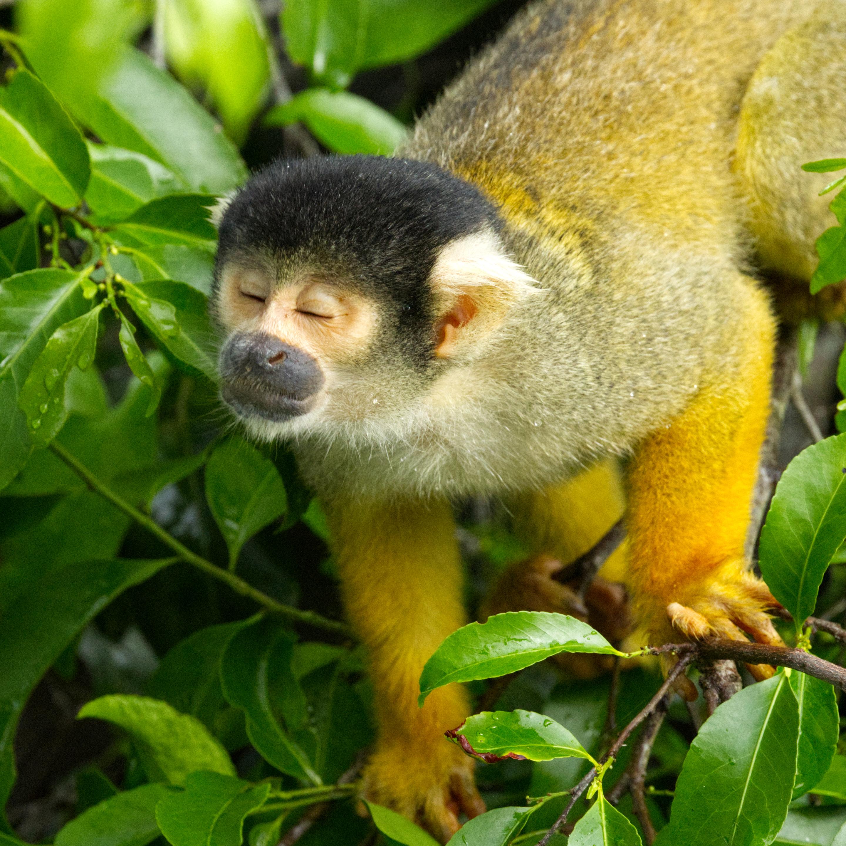 Ein Bolivianischer Totenkopfaffe (Saimiri boliviensis) klettert durch das Geäst einer Baums. Er hat die Augen geschlossen und schnuppert mit erhobener Nase.
Bolivianische Totenkopfaffen sind wie alle Totenkopfaffen relativ kleine Primaten. Sie erreichen eine Kopfrumpflänge von 25 bis 37 Zentimetern, wozu noch ein 37 bis 43 Zentimeter langer Schwanz kommt. Mit einem Gewicht von bis zu 1 Kilogramm sind Männchen schwerer als Weibchen, die bis zu 0,75 Kilogramm erreichen. Das kurze, dichte Fell ist an der Oberseite grau oder olivgrün gefärbt, die Unterarme, Hände und Füße sind orangegelb. Der Kopf ist rundlich, das Gesicht ist weiß, die Kappe an der Oberseite des Kopfes ist bei Männchen grau und bei Weibchen schwarz gefärbt. Die weißen Bögen über den Augen sind rundlicher und gehen weniger weit nach oben als beim Guyana-Totenkopfaffen. Der lange Schwanz ist verglichen mit anderen Totenkopfaffen relativ dünn.