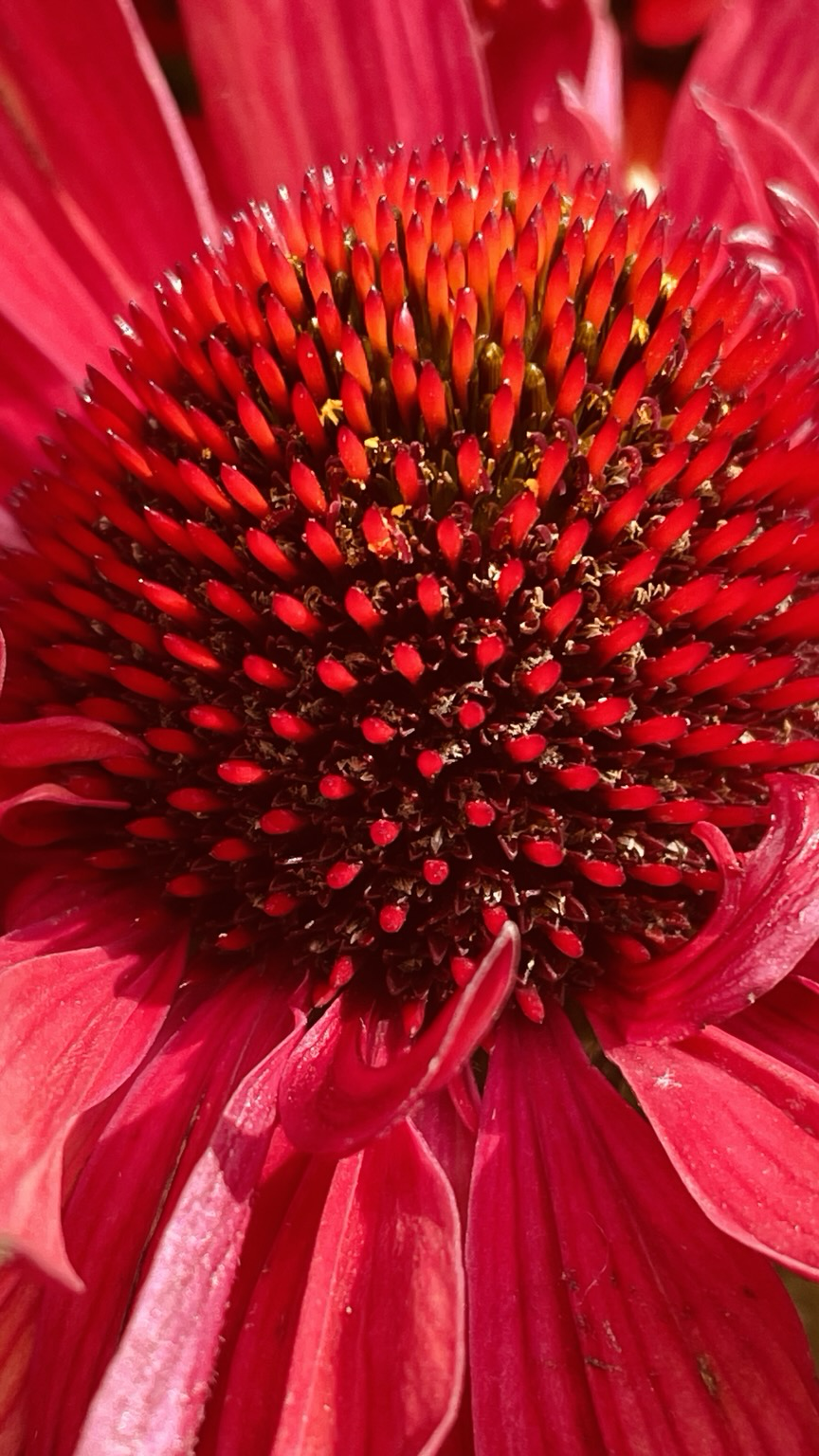Nahaufnahme einer Blüte von einem Purpursonnenhut
