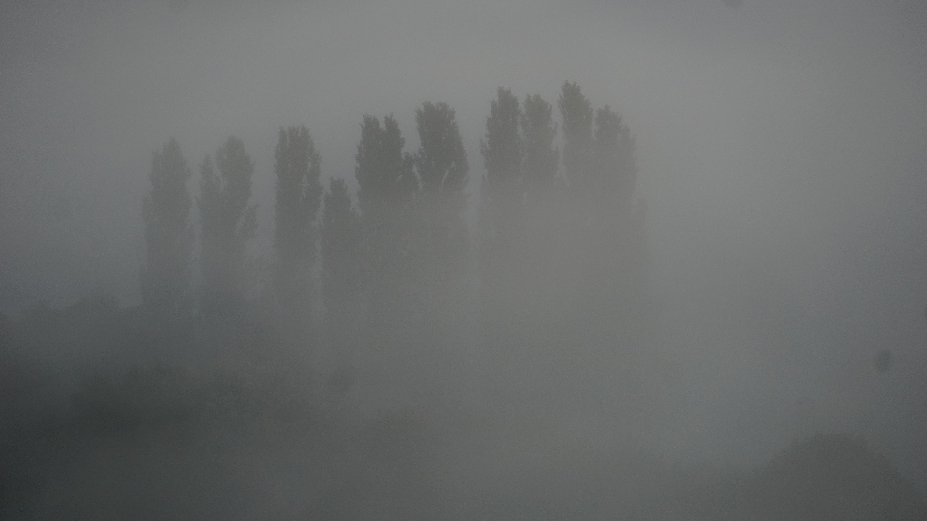 10 Pappelspitzen im Nebel