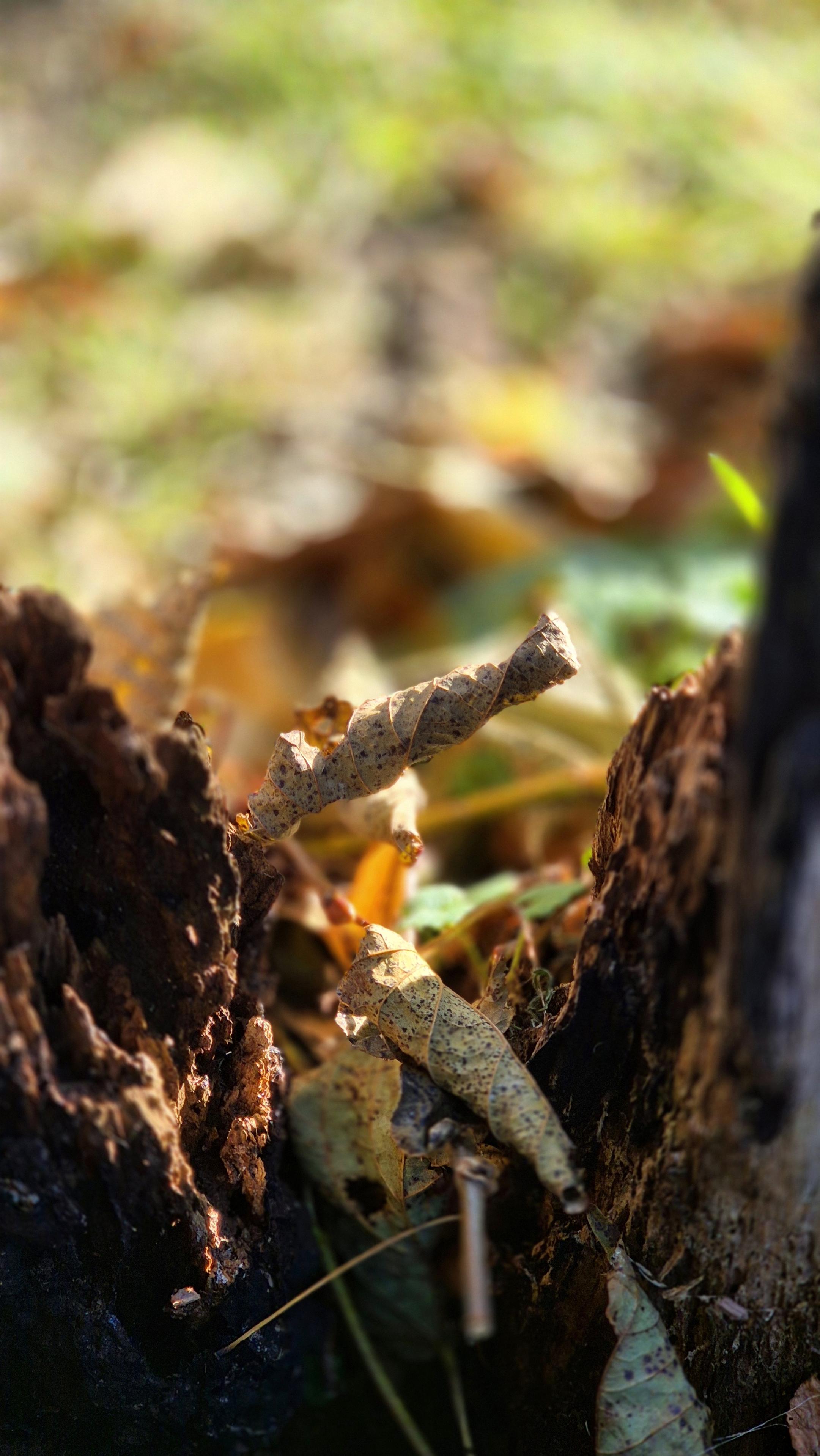 Das Foto ist hochkant ausgerichtet und hat ein rechteckiges, stark gestrecktes Format, d. h., es ist deutlich höher als breit. Es handelt sich um eine farbige Aufnahme. Zu sehen ist eine Nahaufnahme des Waldbodens im Herbst, der im warmen Sonnenlicht liegt. Im unteren und mittleren Bildbereich liegt ein dunkles, vermoostes Stück Totholz, vermutlich ein alter Baumstumpf oder ein starker Ast, auf dem einige trockene, spiralig eingerollte Blätter in Beige- und Gelbtönen aufliegen. Im Hintergrund verschwimmen in sanfter Unschärfe grünes Moos und weitere gefallene Blätter in Orange-, Braun- und Grüntönen, die von der Sonne angestrahlt werden. Rechts oben ragt eine dunkle, unscharfe Silhouette ins Bild, die vermutlich der Stamm eines Baumes ist.

Die Gesamtstimmung ist ruhig und herbstlich mit warmem Licht, das die aufgefalteten Blattränder golden leuchten lässt.