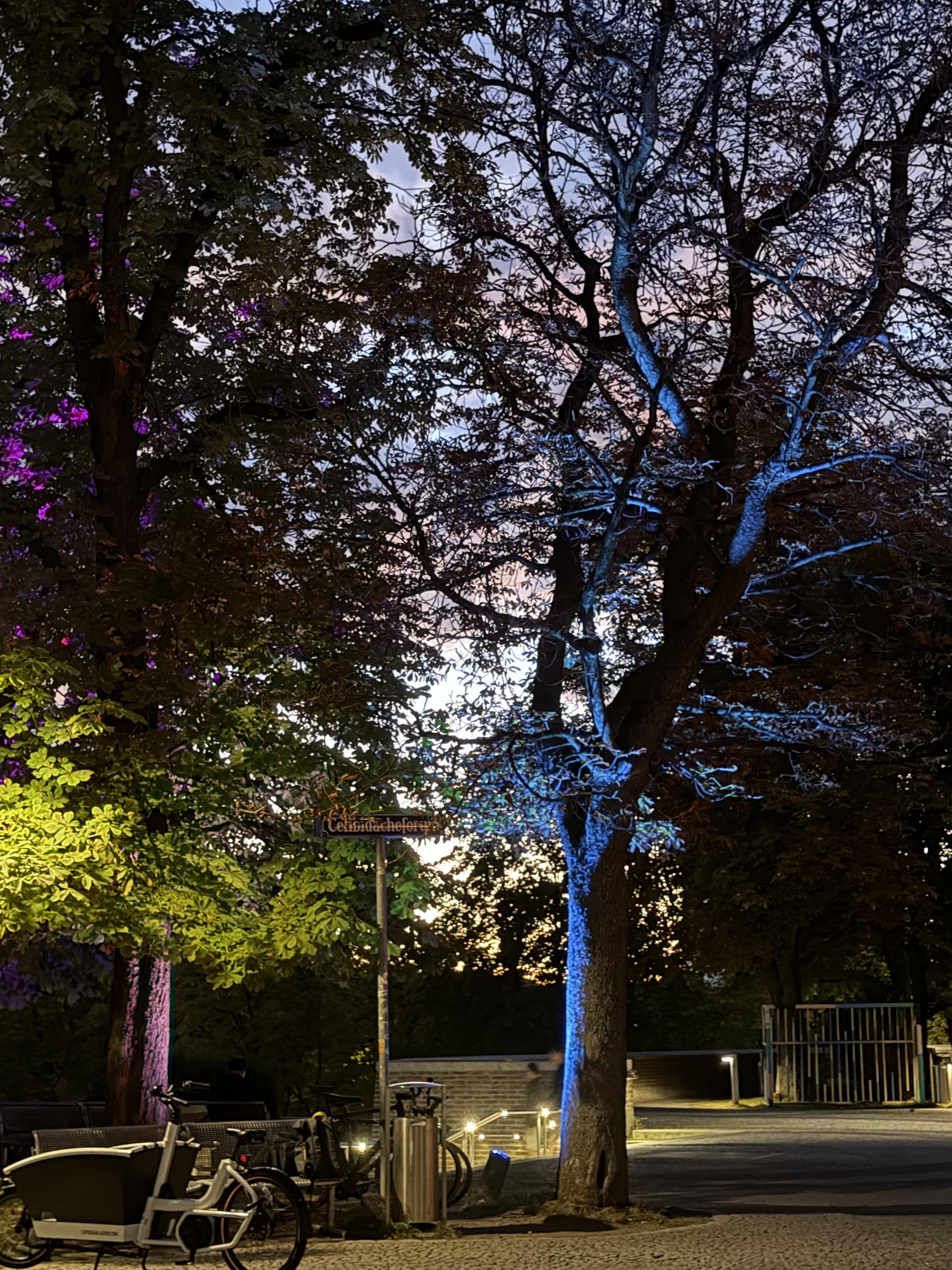 Herbstliche Stadtplatz-szene in der Abenddämmerung mit mehreren großen Bäumen, deren Stämme und Laub von farbigem Licht angestrahlt werden – links violett und gelbgrün, in der Bildmitte ein Stamm in kräftigem Blau. Zwischen den Ästen ist der dämmrige, violett-graue Himmel zu sehen. Im Hintergrund führt eine beleuchtete Treppe zu einer Terrasse mit Geländer und einem Metallzaun, davor stehen mehrere Fahrräder und eine Lastenrad-Cargobike an einer Fahrradbank. Der Boden ist gepflastert.