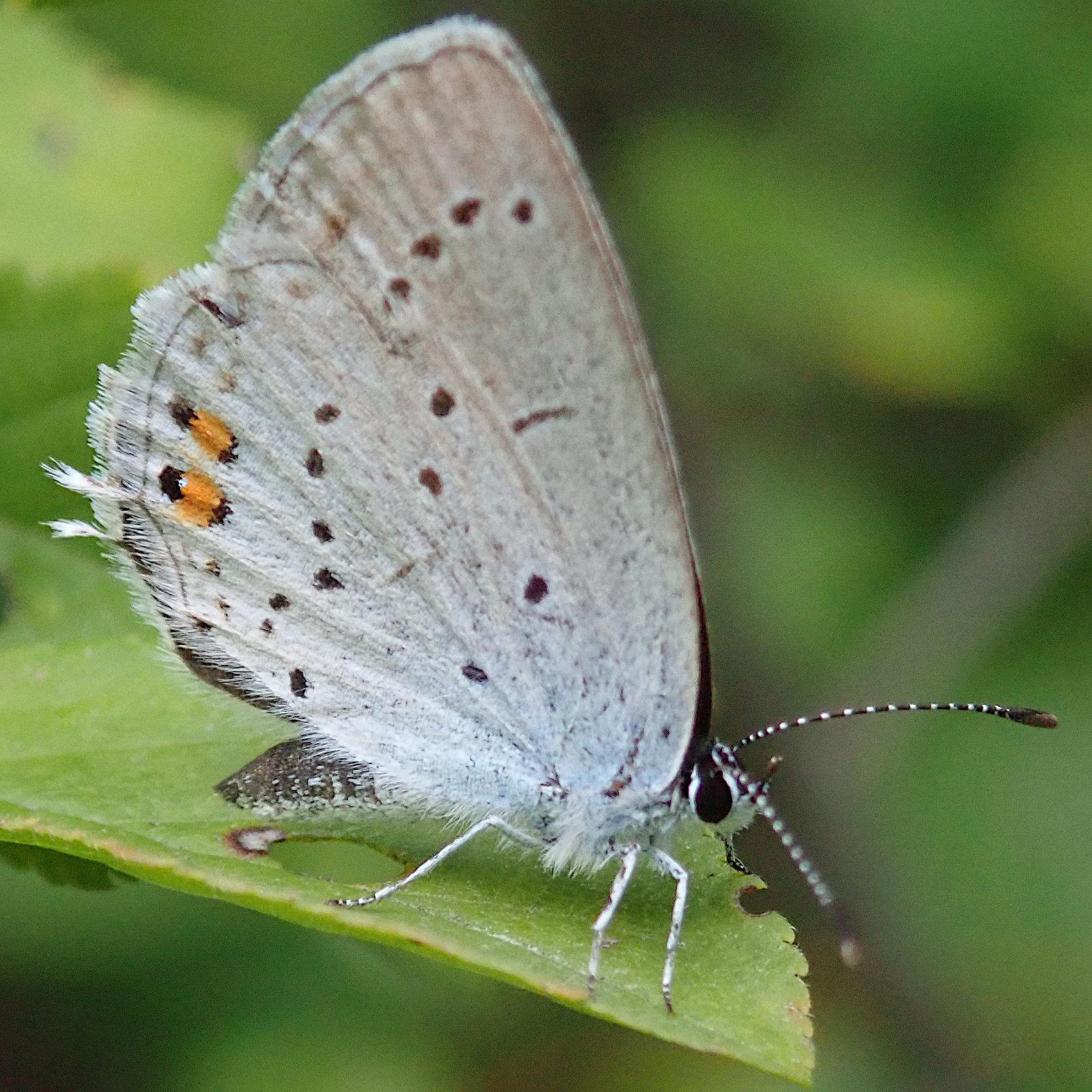 ein kleiner schmetterling sitzt mit hochgeklappten flügeln an der spitze eines grünen blattes, wir blicken von seitlich auf die rechte flügelunterseite. die ist pudrig weiß, zum fluffig behaarten körper hin mit einem ganz leichten blaustich. in der fläche sind ein paar einzelne kleine schwarze punktflecken verteilt, weiter außen sind welche in einer reihe angeordnet. nah dem mit weißen fransen besetzten rand sind zwei schwarz kontrastierte orange flecken. ganz hinten, nahe dem hinterleib haben die flügel je einen kleinen weißen zipfel. die gestreckten fühler sind fein schwarzweiß geringelt.