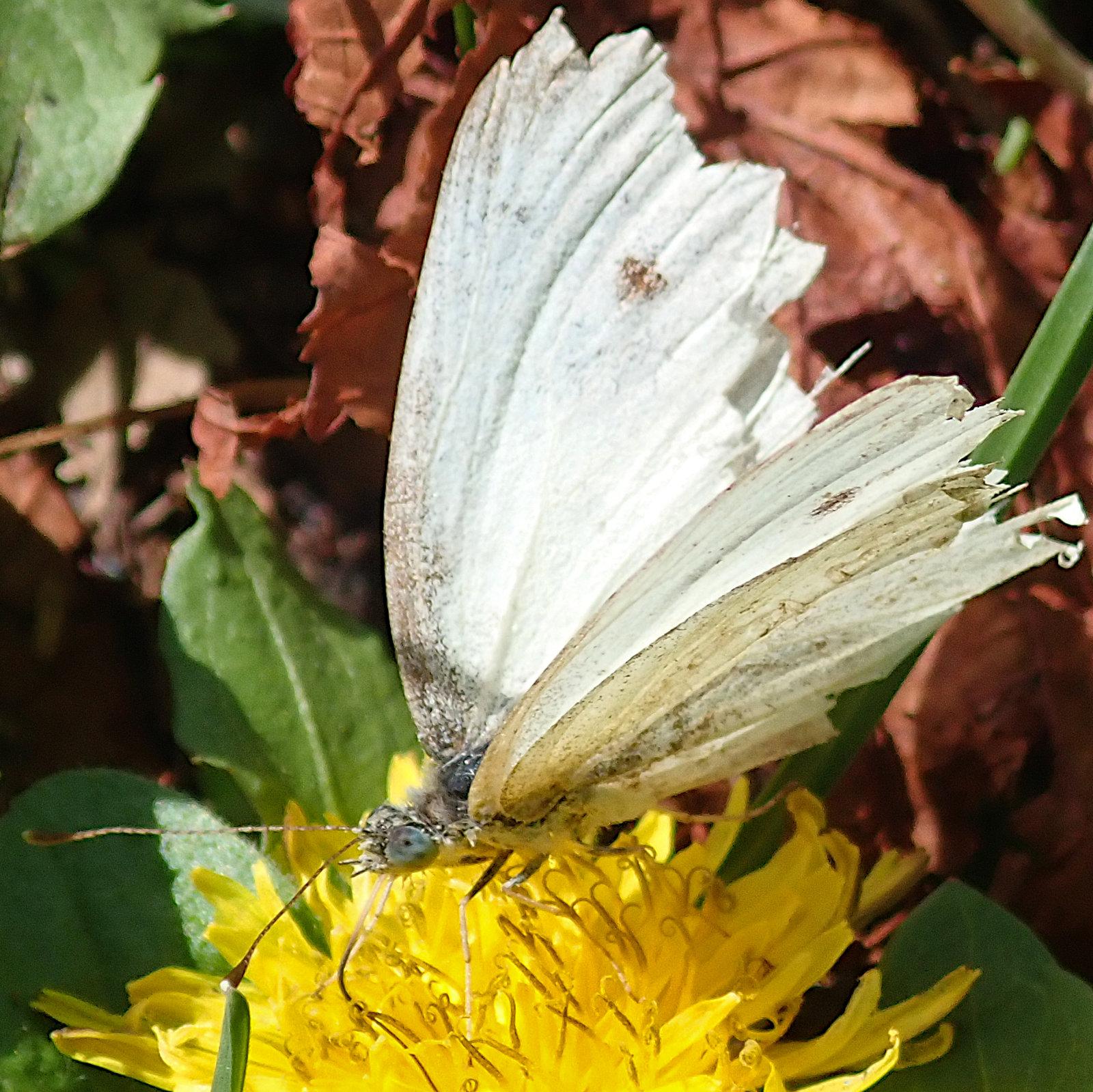 ein weißer schmetterling mit halb hochgeklappten flügeln rüsselt in einer überreifen gelben löwenzahnblüte herum, vo einem hintergrund aus rünen und rostroten blättern. wir blicken dem tier von schräg vorne auf die linke flügelkante. die hinterkanten der flügel sind unregelmäßig ausgebrochen, fransig zerfleddert. nahe der flügelspitze ist ein kleiner mittelbrauner fleck, der wohl mal schwarz war oder zumindest dunkelgrau. am körpernahen bereich der vorderkante ist der flügel grau bestäubt.