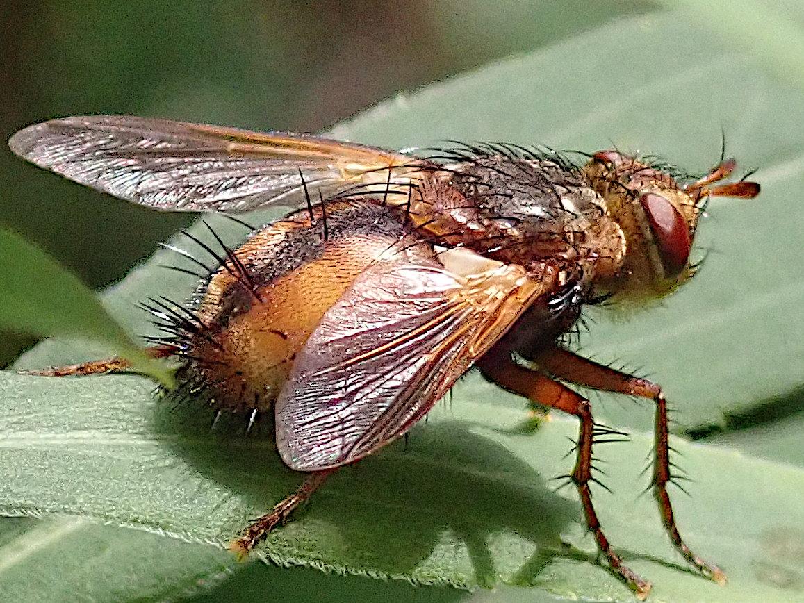 Nahaufnahme einer Fliege die auf einem grünen Blatt sitzt und nach rechts über die kante des blattes in die ferne blickt. Kopf, Thorax, große Facettenaugen und Flügel sehen aus wie bei jeder Stubenfliege auch, außer dass ihre Fühler etwas größer sind. der Hinterleib ist aber anders, breiter, runder, fast kugelförmig, orange mir einer welligen breiten schwarzen Mittellinie und abstehenden stachelartigen Borsten, daher das "Igel" im Namen.