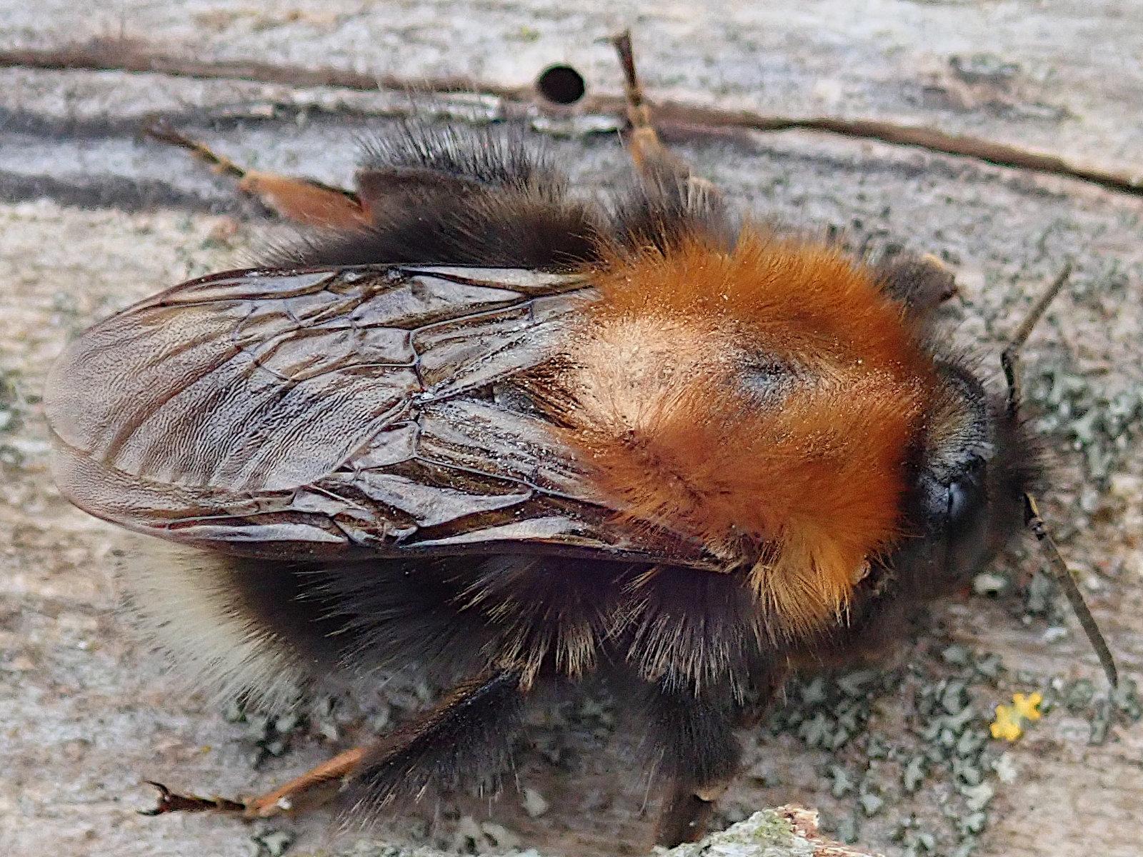 nahaufnahme, blick von oben auf eine ziemlich große und sehr fluffige hummel, die auf einem ergrauten, rindenlosen und ganz leicht flechtenbewachsenen stück holz sitzt. sie hat einen fuchsrot bepelzten thorax und eine weißpelzige hinterleibsspitze, ansonsten ist sie schwarz. die flügel hat sie ordentlich auf dem rücken übereinander gelegt
