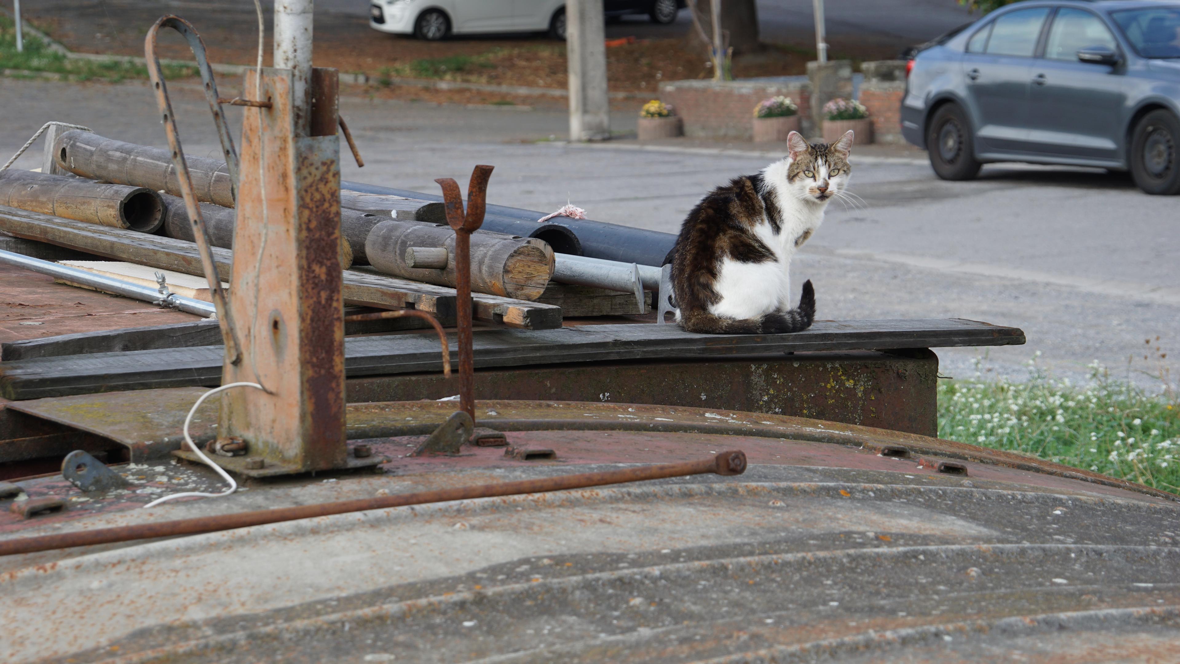 Schwarz-Weisse Katze schaut in die Kammera. Sie sitzt im Bugbereich eines Verlassenen Flussfrachtschiff