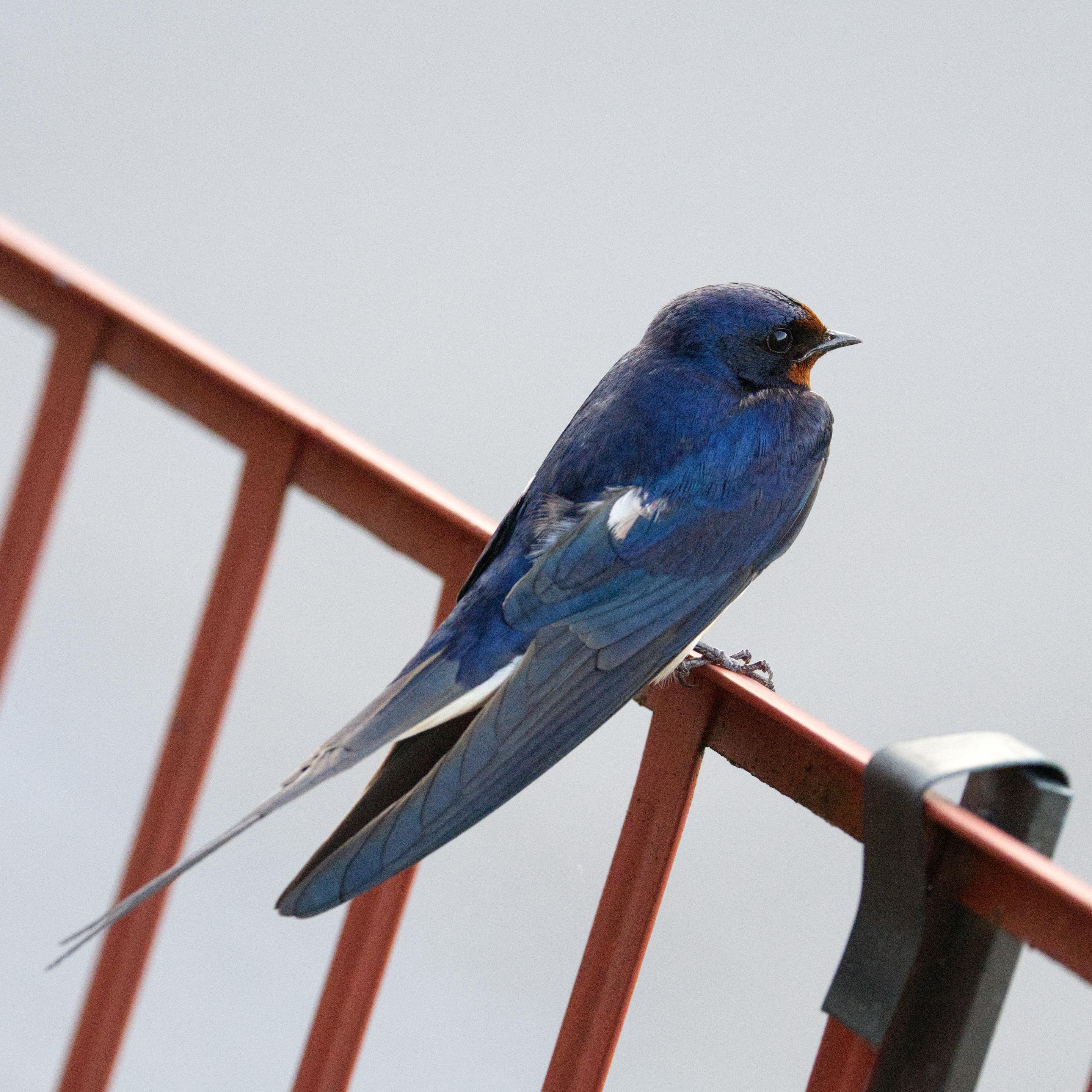 Eine Rauchschwalbe (Hirundo rustica) sitzt auf der  Absturzsicherung eines Schrägdachs. Der Betrachter sieht sie aus einer leicht erhöhten Position von schräg hinten.
Die Rauchschwalbe ist etwa 19 bis 22 Zentimeter lang, davon entfallen zwei bis sieben Zentimeter auf die Schwanzspieße. Das Gewicht während der Brutzeit beträgt bei Männchen zwischen 16,1 und 21,4 Gramm, Weibchen wiegen zwischen 16 und 23,7 Gramm. Die Flügelspannbreite beträgt 32 bis 34,5 Zentimeter.
Die Rauchschwalbe ist sehr schlank, mit einem charakteristischen tief gegabeltem und langem Schwanz. Der Rücken ist metallisch glänzend blau-schwarz. Die Unterseite ist rahmweiß. Charakteristisch ist auch die kastanienbraune Farbe an der Kehle, die ganz schwarz umrahmt ist, sowie an Stirn und Kinn. Auf den Steuerfedern (Schwanzfedern) befinden sich weiße Flecken, die bei gespreiztem Schwanz zu erkennen sind.