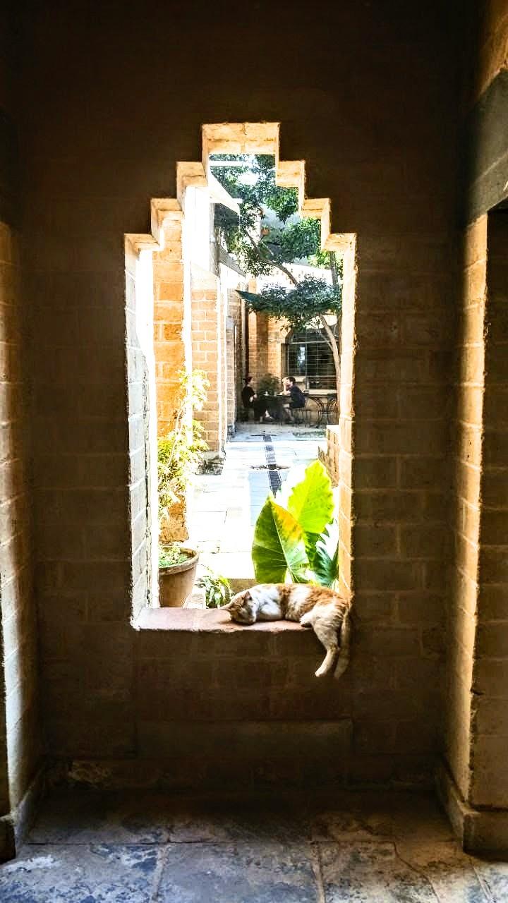 Ein Fenster ohne Glasscheibe im maurischen Stil in einer Ziegelwand. Im Fenster liegt eine Katze und schläft. Ein Hinterbein hängt an der Mauer herab. Die Mauer ist ockerfarben, die Katze auch.
Hinter dem Fenster ist ein Hof zu sehen mit Pflanzen und einem Baum.