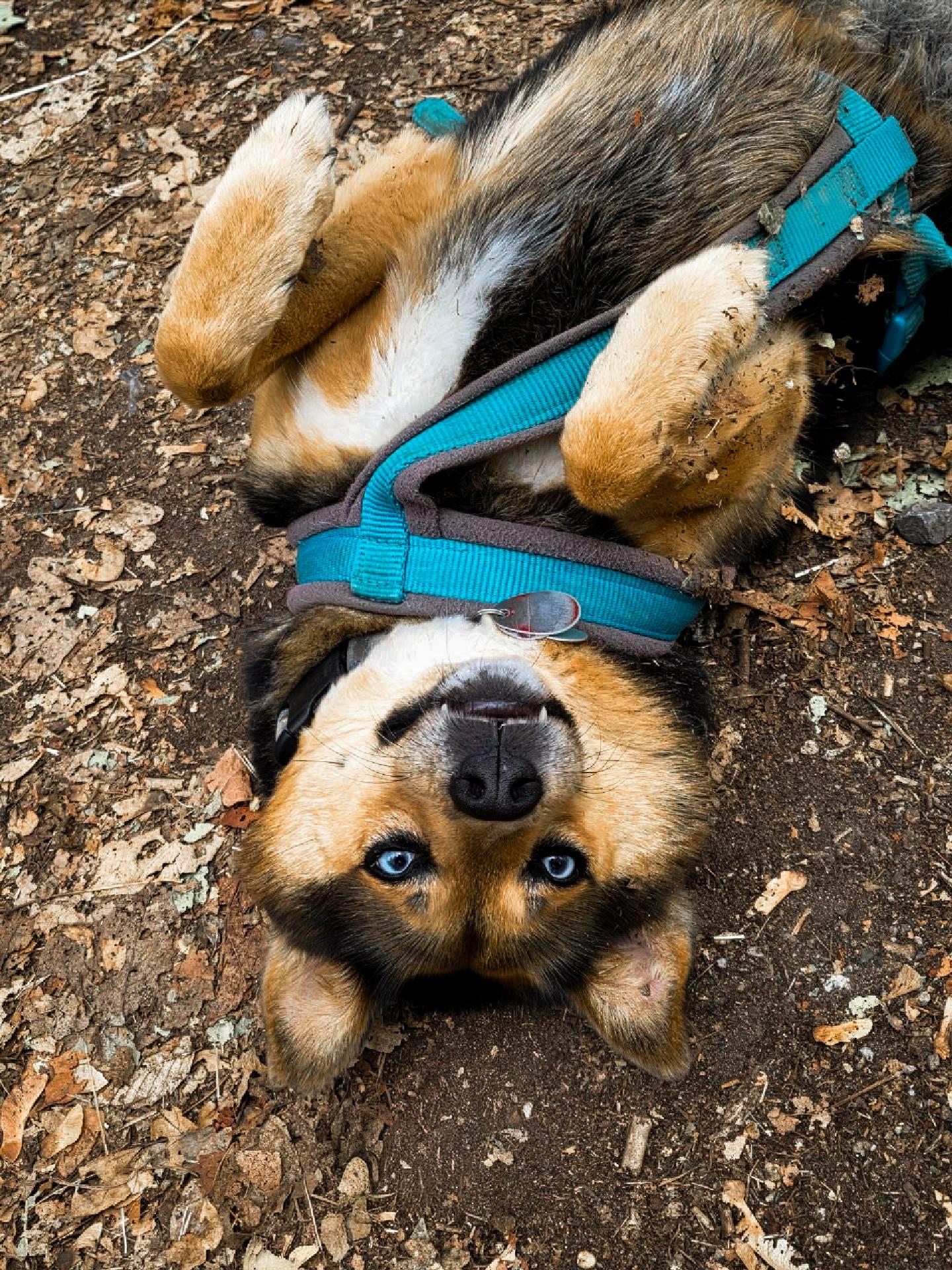 Ein schwarz-braun-weiß gefärbter Hund liegt auf dem Rücken im Laub.