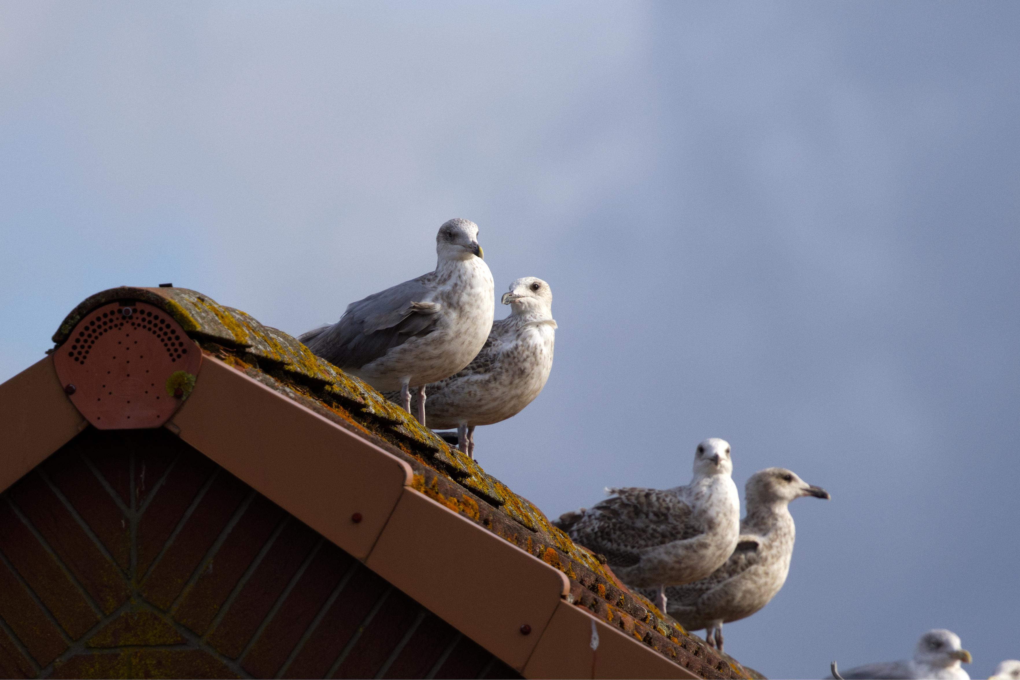 Mehrere juvenile Silbermöwen (Larus argentatus) sitzen nebeneinander auf dem First eines mit Moos bewachsenen Ziegeldachs, den der Betrachter schräg von unten entlangblickt. Die ersten beiden Vögel wirken, als unterhielten sie sich.
Das Jugendkleid der Silbermöwe wirkt insgesamt graubraun. Der Schnabel ist schwärzlich mit schwach aufgehellter Unterschnabelbasis, das Auge dunkel. Kopf und Unterseite sind auf weißlichem Grund durch dunkelbraune Schaftstriche und Federzentren diffus dunkel gestrichelt. Die dunkle Strichelung verdichtet sich um das Auge, wird an den Flanken kräftiger und auf den Unterschwanzdecken zur markanten Bänderung. Mantel- und Schulterfedern wirken durch dunkelbraune Federzentren und beige Säume kräftig und regelmäßig geschuppt. Vor allem zum unteren Rücken und den Oberschwanzdecken hin finden sich Federzentren mit eichenblattähnlich gewellten Rändern, Bogenzeichnung oder Bänderung, wie auch auf den recht variablen Schirmfedern. Die Armdecken tragen auf beigem Grund