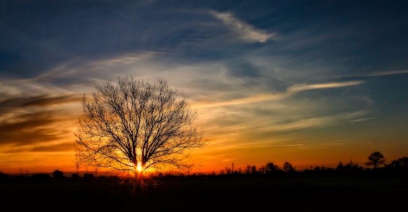 Man sieht wie die untergehende Sonne sich in einer großen Astgabel von einem Baum zentriert hat . Die Farben gehen von Orange ins Bläuliche am Himmel. Leichte Schleierwolken sind zu sehen.