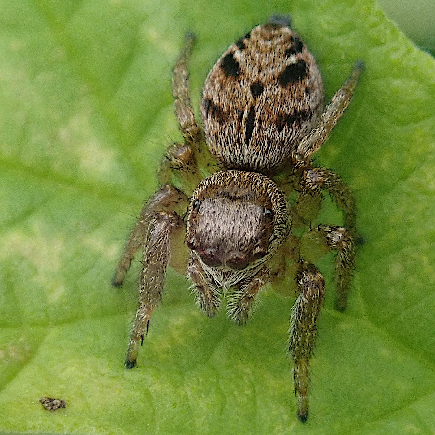 nahaufnahme einer kleinen springspinne, ansicht von oben, leicht vorne. typisch für springspinnen sind die im verhältnis zum körper eher kurzen beine und die sehr großen, nach vorne gerichteten zwei hauptaugen. bei dieser ist auch das kleinere nächste augenpaar nach vorne gerichtet, die anderen 4 augen sind seitlich und oben am vorderkörper, für die rundumsicht. farblich trägt die spinne ein schickes feinschuppiges kleid in pfeffer-und-salz-optik, silberne und braune haarschuppen gemischt. auf dem vorderkörper überwiegt das silbrig, auf dem tropfenförmigen hinterleib kommen noch schwarze hinzu, symmetrisch in flecken und bänder angeordnet, so dass es mich an ein halloween-kürbis-gesicht erinnert