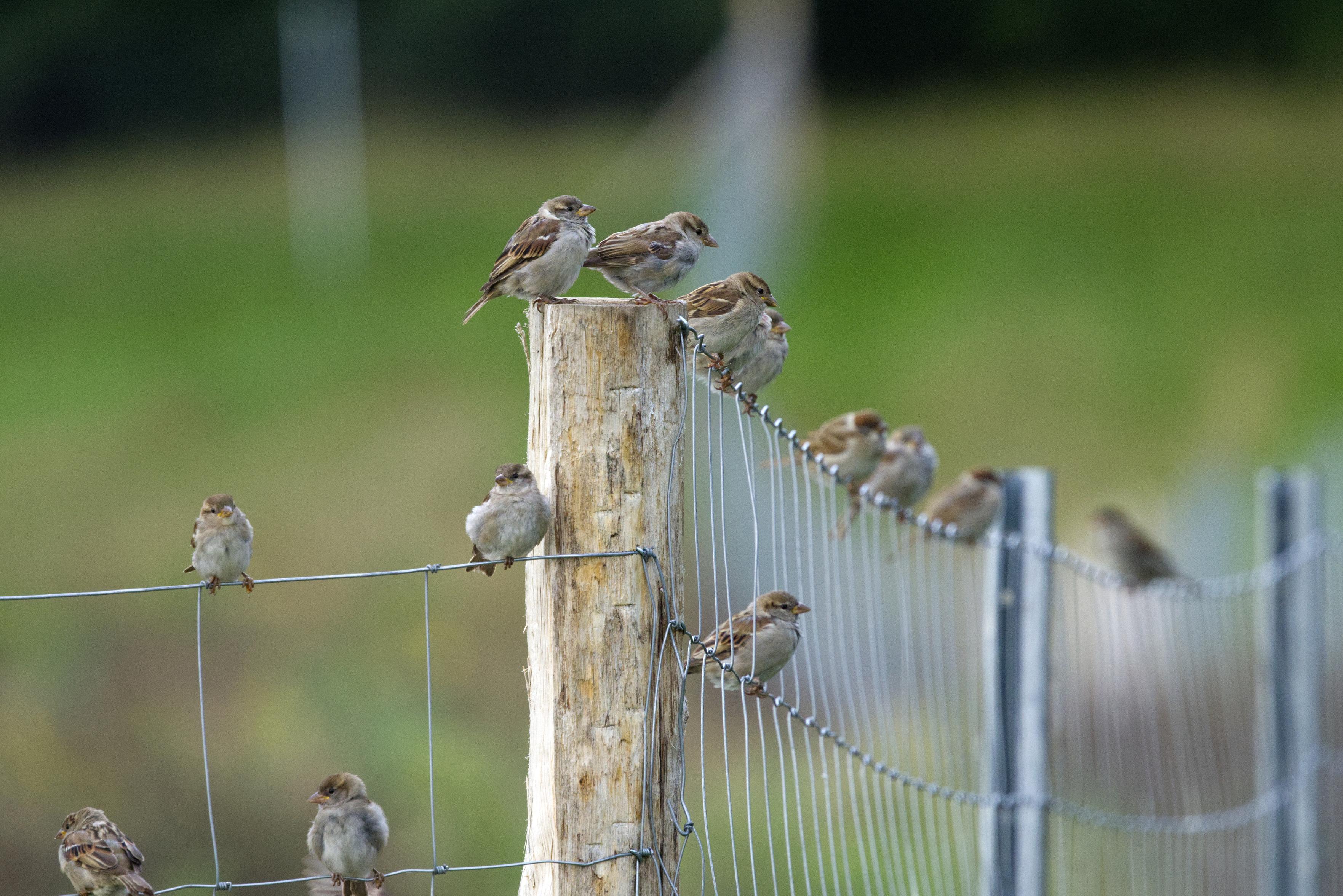 Der Betrachter schaut einen Maschendrahtzaun entlang. Direkt vor dem Betrachter steht ein Holzpfosten, der eine Ecke im Zaun bildet. Auf dem Zaun und in den Maschen hat sich eine Schar Haussperlinge (Passer domesticus) versammelt. Die einzelnen Vögel blicken in verschiedene Richtungen.
Der männliche Hausspatz hat eine schwarze Kehle und einen schwarzen Brustlatz. Der Scheitel ist bleigrau und von einem kastanienbraunen Feld begrenzt, das vom Auge bis in den Nacken reicht. Die Wangen sind hellgrau bis weißlich. Der Rücken ist braun mit schwarzen Längsstreifen. Die Flügel sind ebenso gefärbt; eine weiße Flügelbinde ist deutlich erkennbar, eine zweite nur angedeutet. Brust und Bauch sind aschgrau.
Die Weibchen sind unscheinbarer als die Männchen und matter braun, aber sehr fein gezeichnet. Die Oberseite ist hell graubraun, der Rücken schwarzbraun und gelbbraun gestreift. Der ebenfalls graubraune Kopf hat einen hellen Überaugenstreif, der vor allem hinter dem Auge deutlich ist. Jungvögel s