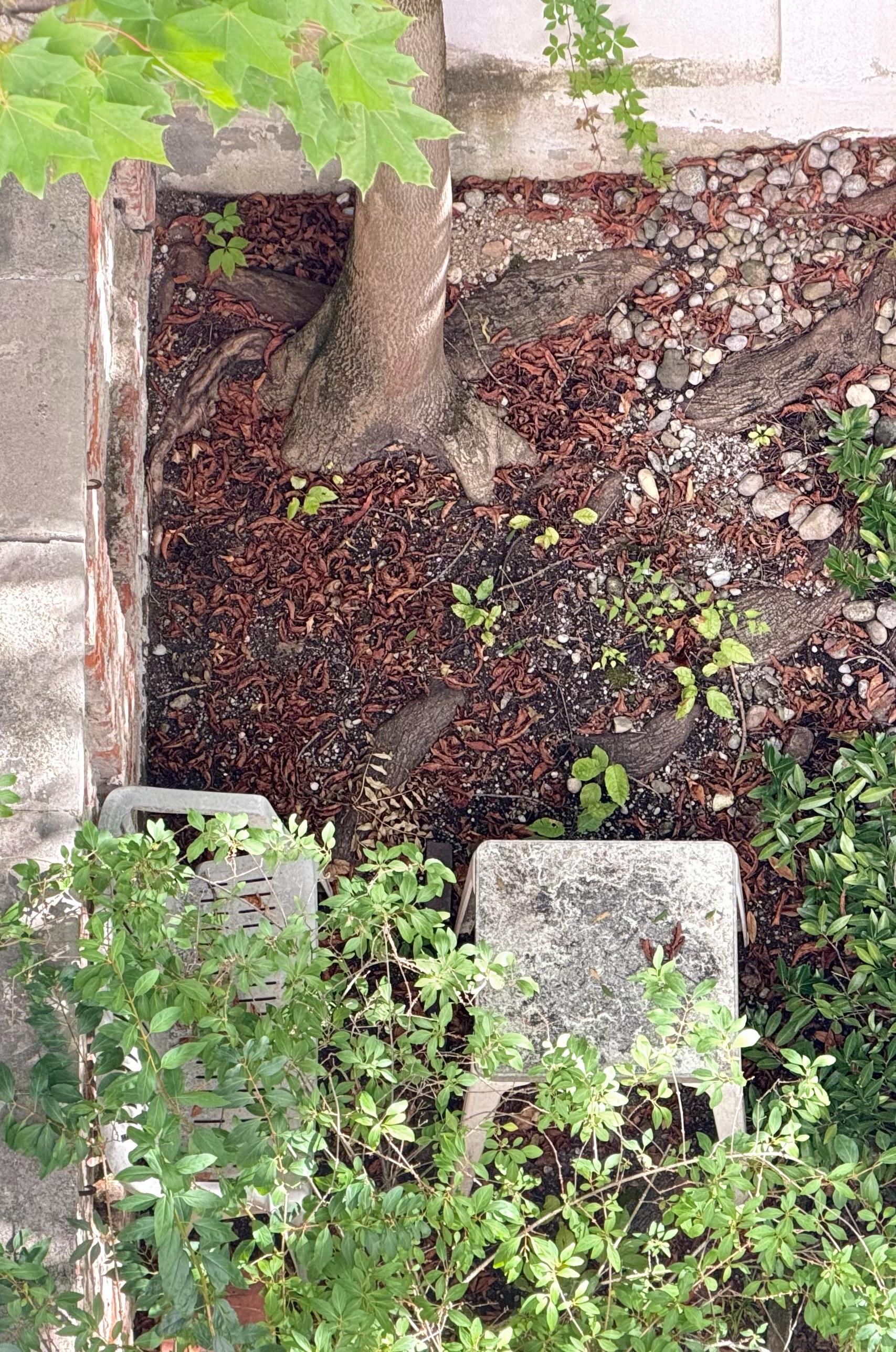 Blick von oben auf den Wurzelbereich eines Baumes in einem schmalen, ummauerten und verwilderten Garten. Der Stamm mit sichtbaren, sich verzweigenden Wurzeln steht in dunkler Erde, die mit rotbraunem Mulch und Kieselsteinen bedeckt ist. Rundherum wächst niedriges grünes Gebüsch mit kleinen, ovalen Blättern, im oberen Bildbereich hängen größere, gezackte Ahornblätter ins Bild. Im unteren Bildbereich stehen zwei alte, graue Plastikmöbel vom Gebüsch überwuchert: links eine Bank mit waagrechten Lattenstreben, rechts ein quadratischer Tisch mit verwitterter, fleckiger Platte. Links begrenzt eine Steinmauer mit abblätternderm Putz den Garten.


Overhead view of the root area of a tree in a narrow, walled and wild garden. The trunk, with visible branching roots, stands in dark soil covered with reddish-brown mulch and pebbles. Low green shrubs with small, oval leaves grow around it, while larger, jagged maple leaves hang into the frame at the top. At the bottom, two old grey plastic furniture