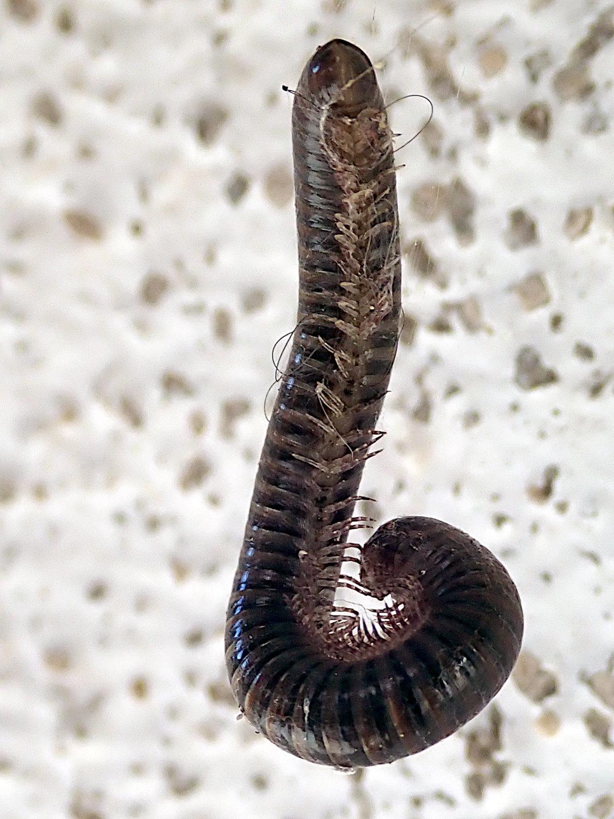 hochkantbild. ein schwarzer tausendfüßer hängt an einem nicht sichtbaren faden vor einer weißen wand mit graubraunen sprenkeln. er krümmt das untere ende nach innen, also zu den füßen hin, so ergibt sich die silhouette eines gestreckten umgekehrten fragezeichens. der gestreckte, obere teil ist so gedreht, dass die vielen beinchen zu uns zeigen. die sind heller als der chitinpanzer, sehen fast ein wenig durchscheinend aus