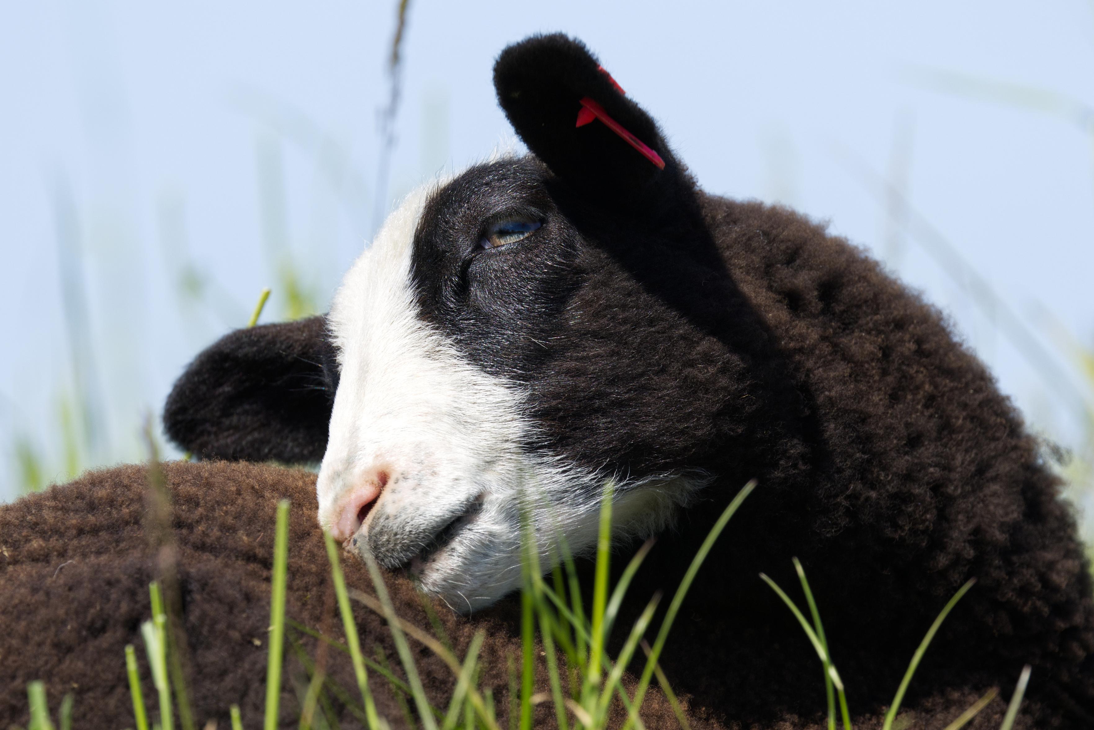 Das Bild zeigt die Nahaufnahme eines schwarzen Lamms mit ausgeprägter weißer Blesse. Es liegt im Gras und knabbert an der dunkelbraunen Wolle auf seinem Rücken. Im linken Ohr trägt es eine rote Ohrmarke. Im Vordergrund unscharf ein paar Grashalme. Blauer Himmel.