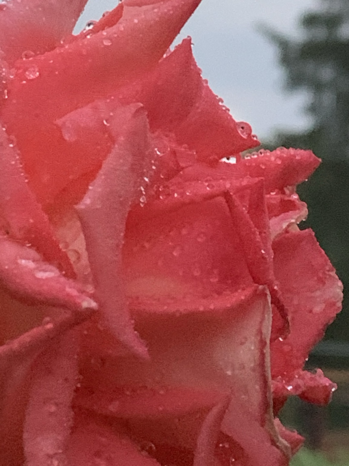 Regennasse rosarote Rose