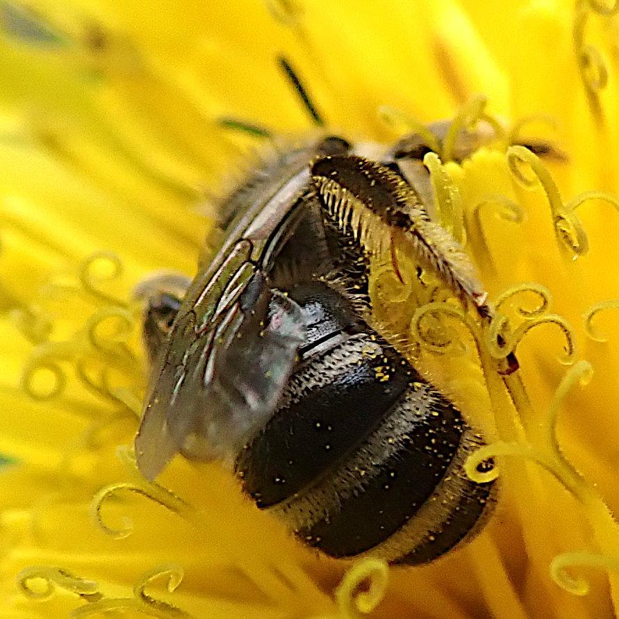 sehr nahe nahaufnahme einer biene von hinten. sie krabbelt auf oder mehr zwischen den gelben einzelblüten eines löwenzahns herum, namentlich den lustig nach 2 seiten geringelten weil an der spitze gespaltenen blütennarben. hauptsächlich im bild ist der hinterleib der biene, zwar uns entgegengestreckt, aber gleichzeitig nach unten gekrümmt, so dass wir doch von oben darauf blicken. er ist schwarz und hat an jeder segmentgrenze eine schmale weiße binde. darüber liegen die aufeinandergelegten flügel, die spitzen sind genauso wie die ansatzstellen unscharf, nur ein schmaler bereich dazwischen ist scharf, typisch für nahaufnahmen. ebenfalls in der schärfeebene liegt das rechte hinterbein und daran sind sehr schön die kammartigen pollensammel-haare zu sehen, die genauso gelb sind wie die blüte