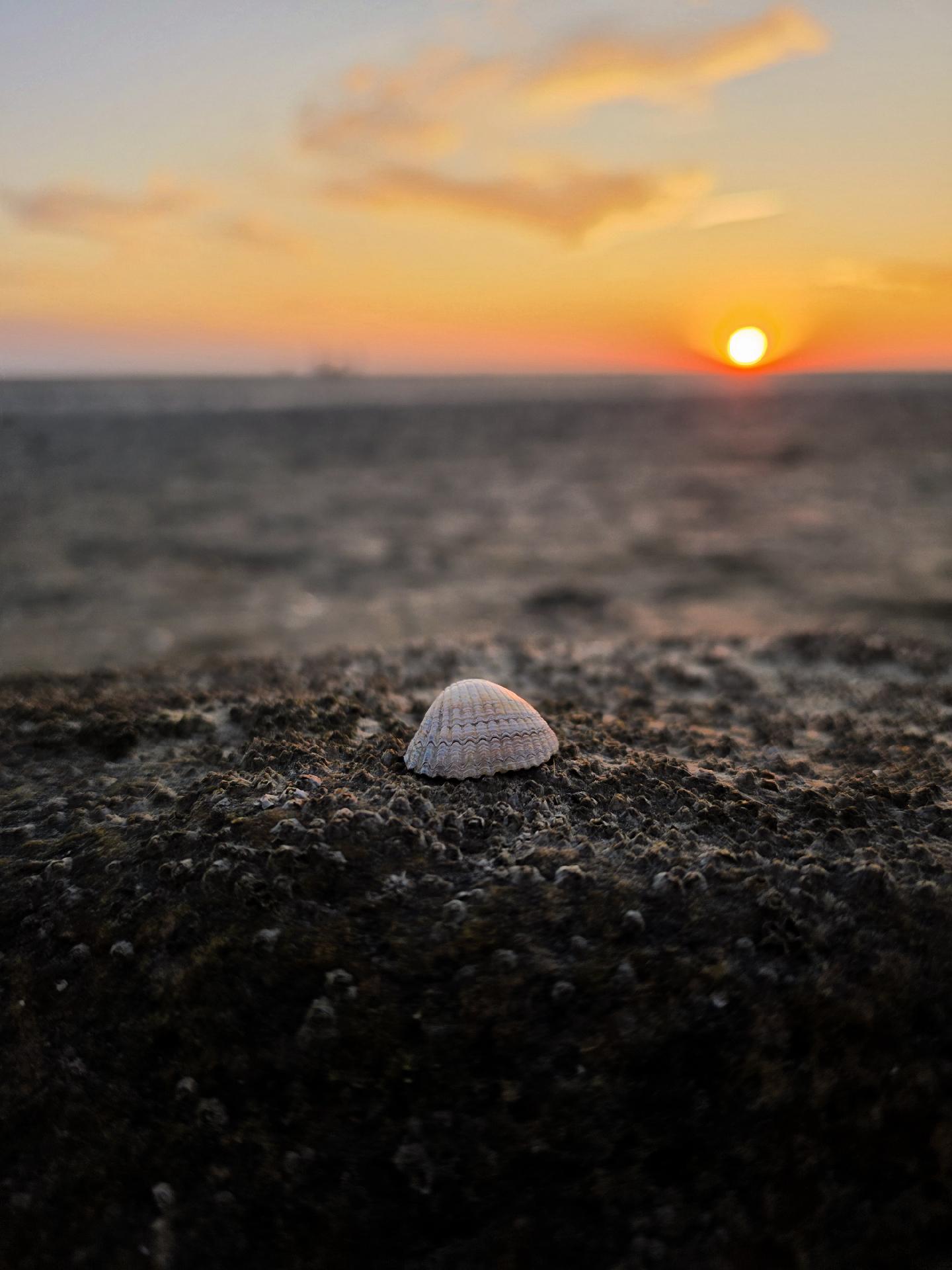 Eine Muschel liegt auf einem Stein, dahinter das Wattenmeer bis zum Horizont, über welchem an einem orangefarbenen Himmel die Sonne untergeht.