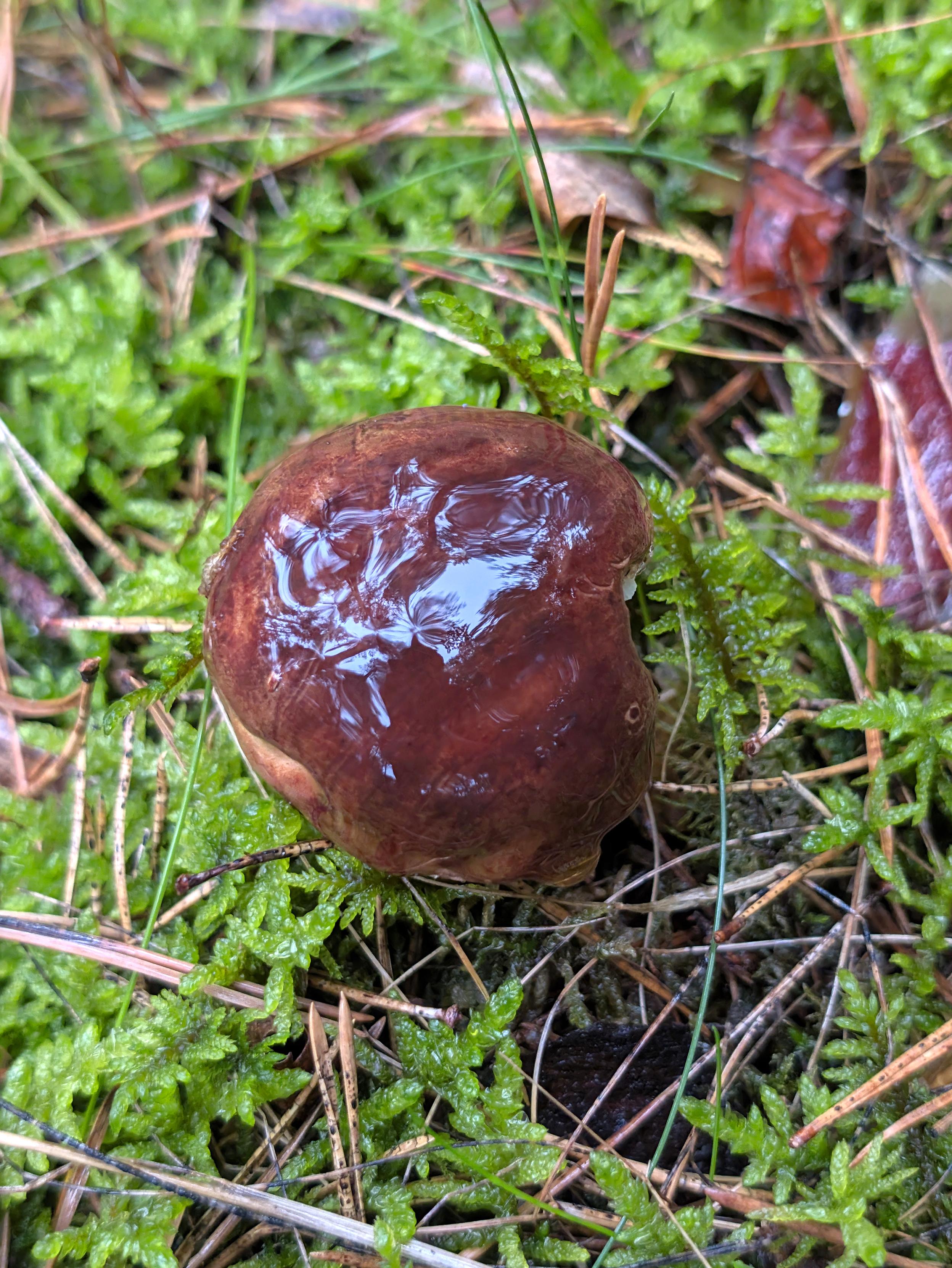 Das Bild zeigt einen kleinen Maronenröhrling (Imleria badia) von oben. der Hut ist naß und weist die typische Kastanienfarbe auf. Um den Fruchtkörper herum nasses Moos und braune Kiefernnadeln.