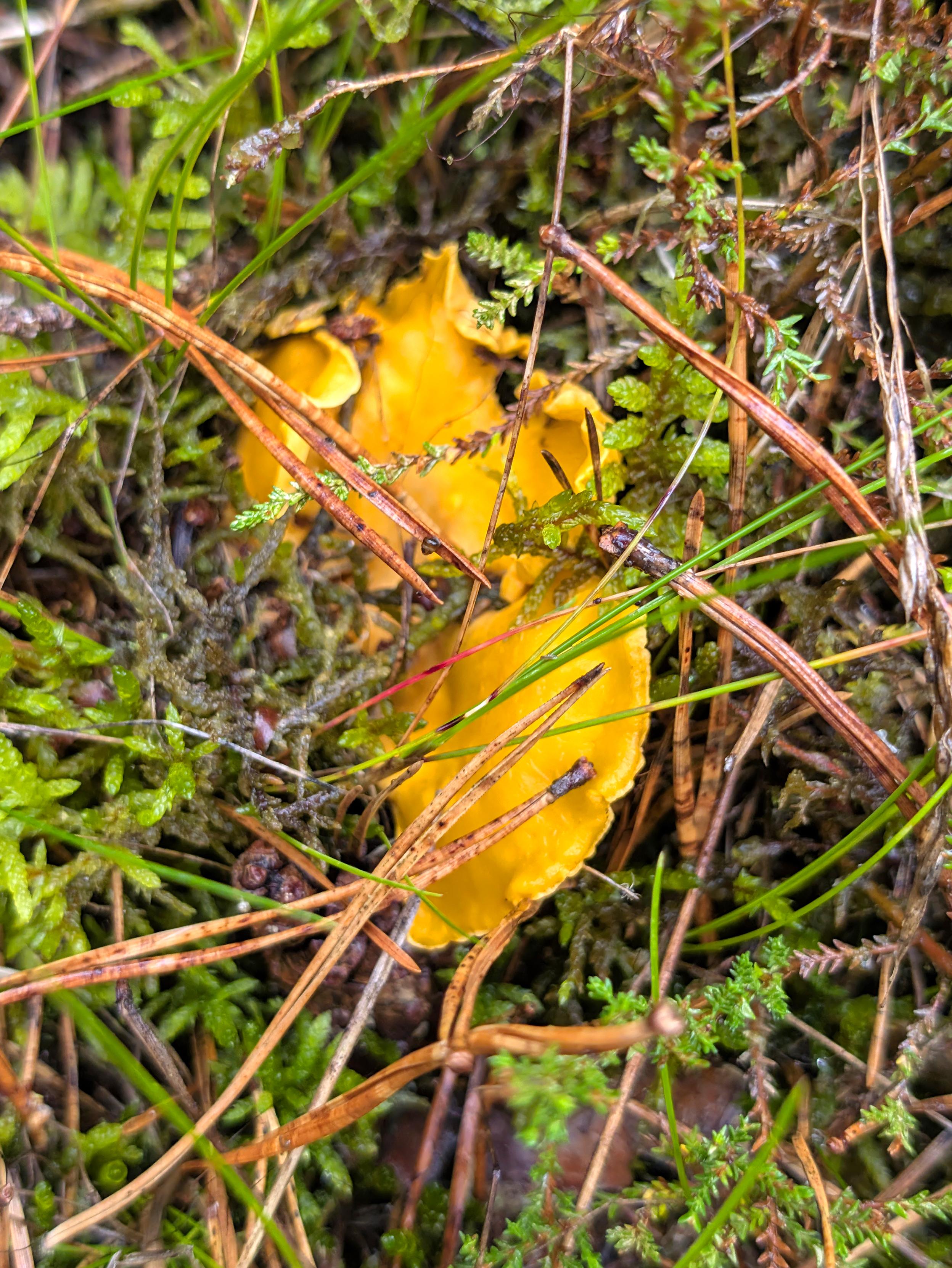 Das Bild zeigt einen halb unter Moos und Kiefernnadeln verborgenen Pfifferling (Cantharellus cibarius), mit seinem typischen unregelmäßigen gelben Fruchtkörper.