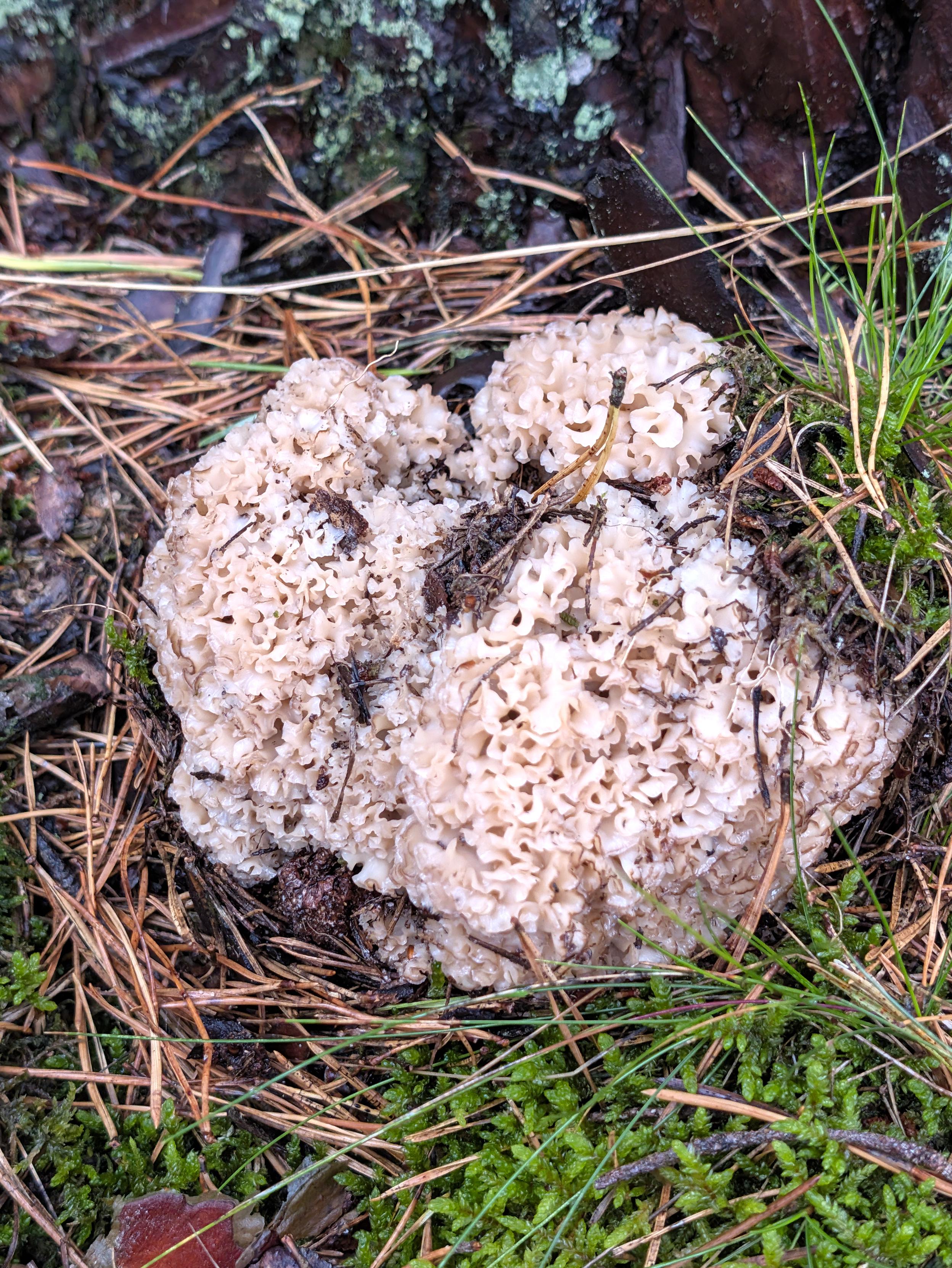 An Fuße eines Kiefernstamms wächst eine Krause Glucke (Sparassis crispa). Der Weißliche Fruchtkörper erinnert entfernt an einen Blumenkohl.