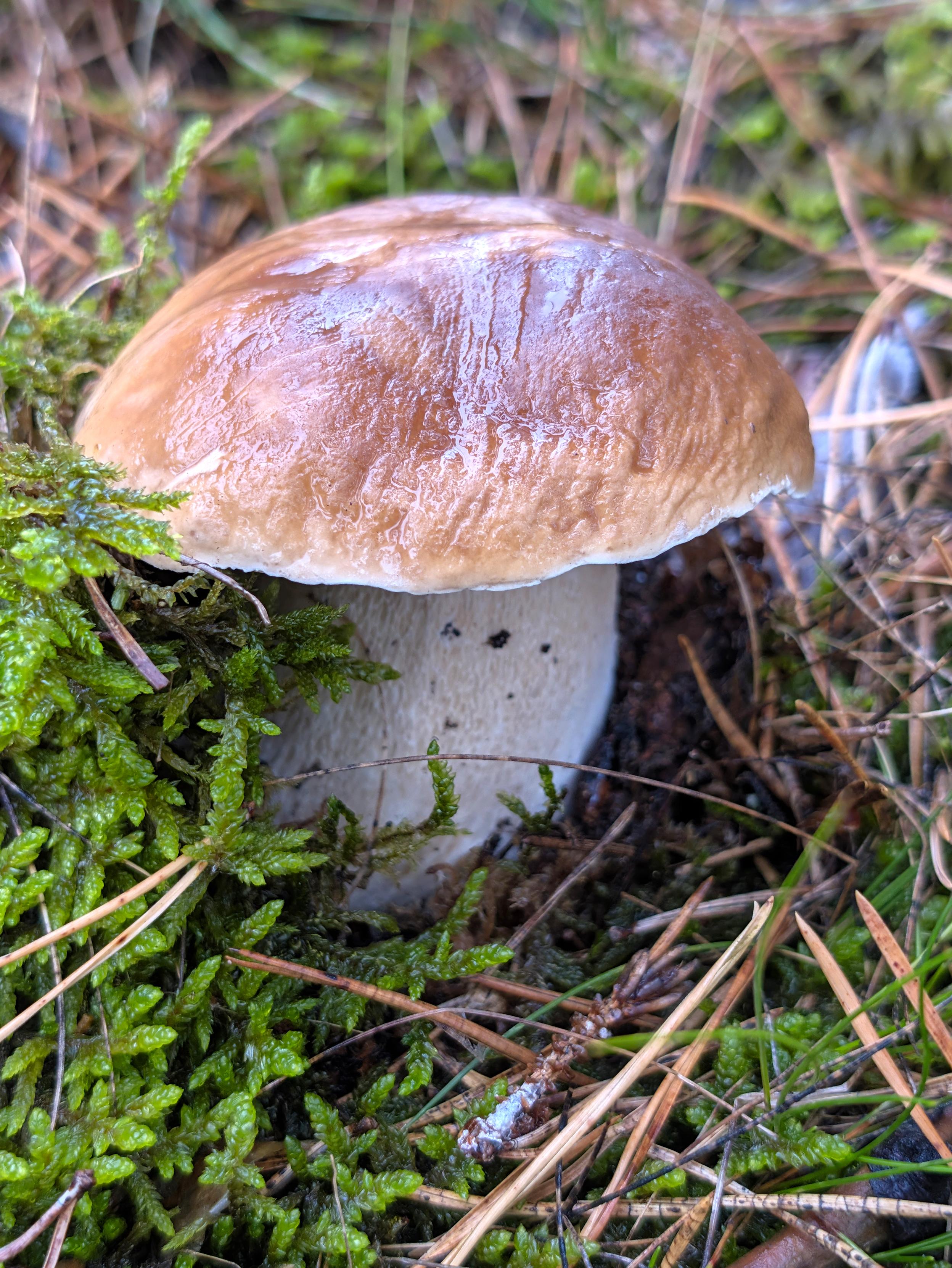 Das Bild zeigt einen Steinpilz (Boletus) von der Seite. Der hellbraune Hut des Fruchtkörpers ruht auf einem dicken weißlichen Stil. Um den Pilz herum Moos und Kiefernnadeln.