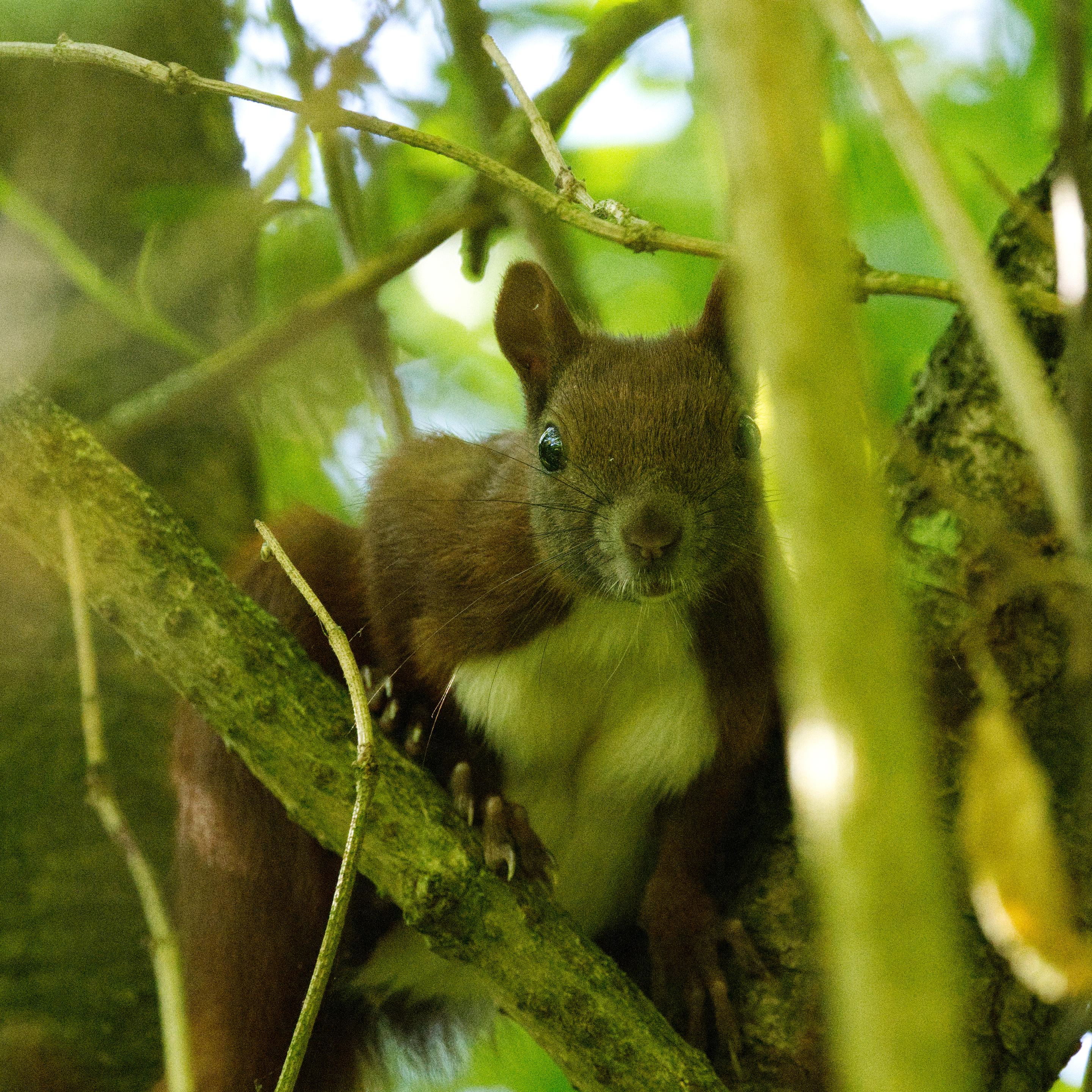 Ein Eichhörnchen (Sciurus vulgaris) lugt aufmerksam durch das Geäst eines Baums zum Betrachter. Das dichte Blattwerk läßt das Bild grünstichig erscheinen.
In seinem Körperbau ist das Eichhörnchen an eine baumbewohnende und kletternde Lebensweise angepaßt. Es wiegt etwa 200–400 Gramm. Die Kopf-Rumpf-Länge beträgt 20–25 Zentimeter. Der zweizeilig behaarte, buschige Schwanz ist 15–20 Zentimeter lang. Er dient beim Klettern als Balancierhilfe und beim Springen als Steuerruder. Beim Laufen wird der Schwanz stets in der Luft gehalten. Die Geschlechter sind anhand von Größe und Fellfarbe nicht zu unterscheiden.
Die dichte Behaarung ist kurz, seidig bis gröber. Die Wollhaare sind unterschiedlich lang, gewellt oder spiralförmig gewunden. Die ausgewachsenen Ohrpinselhaare sind 3–5 Zentimeter lang, die Schwanzhaare 5–8 Zentimeter lang.
Die Oberseitenfarbe variiert von Hellrot bis zu Braunschwarz; die Bauchseite ist, sauber abgegrenzt vom Rückenfell, weiß oder cremefarben. Das Winterfell ist wesen
