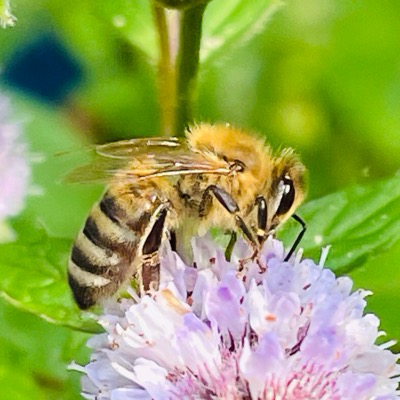 Eine Biene auf Minze in unserem Garten.