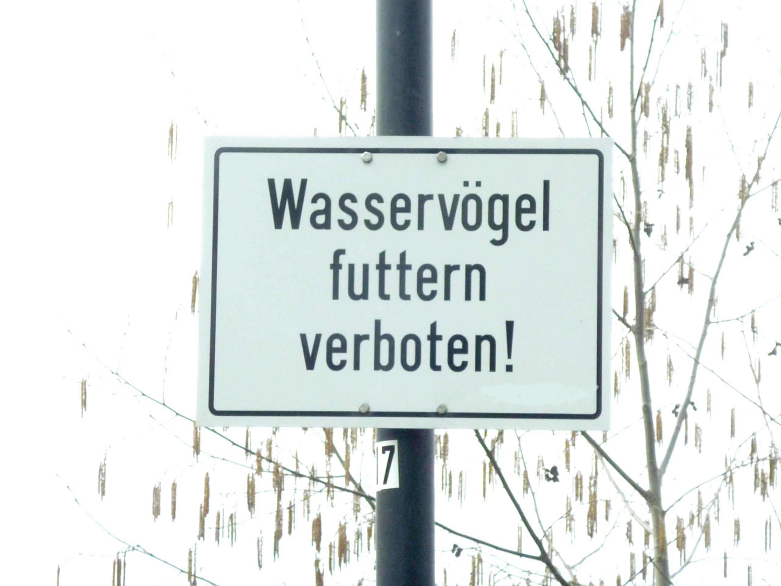 Ein Schild ab einem Laternenpfahl, schwarze Schrift auf weißem Grund: Wasservögel futtern verboten!
Dahinter ist eine Weide zu sehen, laublos, aber mit Kätzchen.