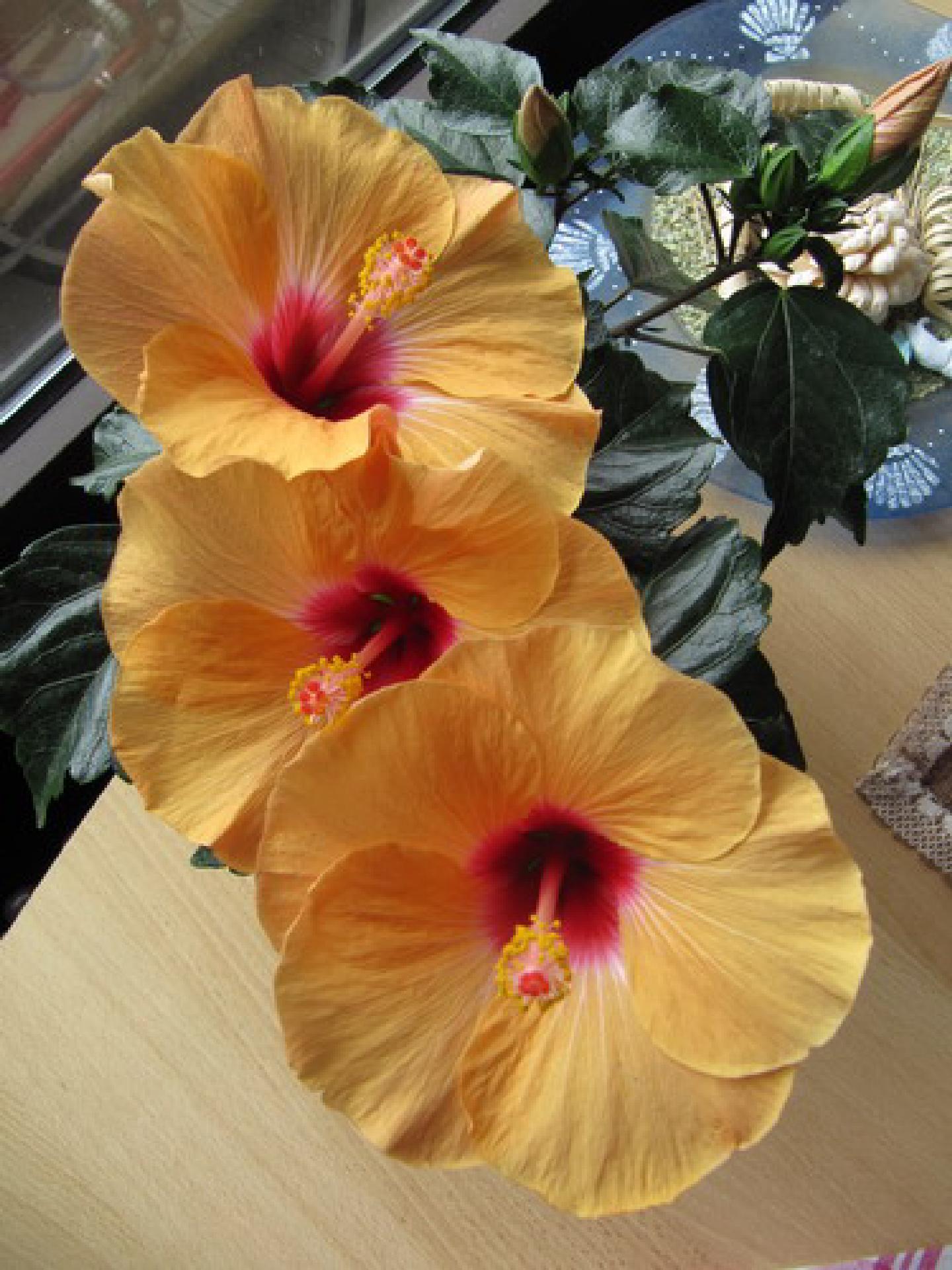 Ein gelber Zimmerhibiskus mit drei Blüten und grünen Blättern.
