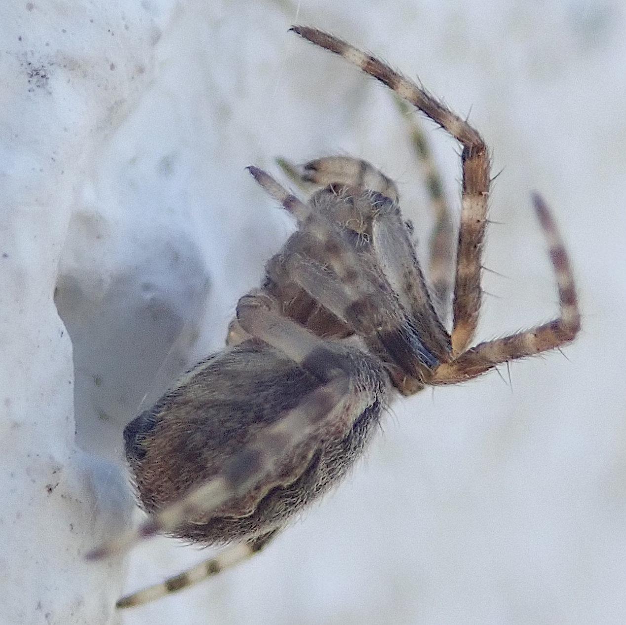 sehr nahe, etwas blasse nahaufnahme einer eher kleinen spinne die an einer weiß gestrichenen wand hängt. sie ist unauffällig graubraun gefärbt und hat die teilweise durchscheinenden, teilweise groß geringelten beine nah an den körper gezogen, die oberschenkel direkt nach oben und ab den knien gleich wieder nach unten. am hinterleib, der typisch für kreuzspinnen weit größer ist als der hier komplett von den oberschenkeln verdeckte vorderkörper, sprießt ein pelz aus kurzen anliegenden schuppenhärchen. oben drauf ist der wellige rand der charakteristischen hell umrandeten dunklen blattzeichnung zu sehen.