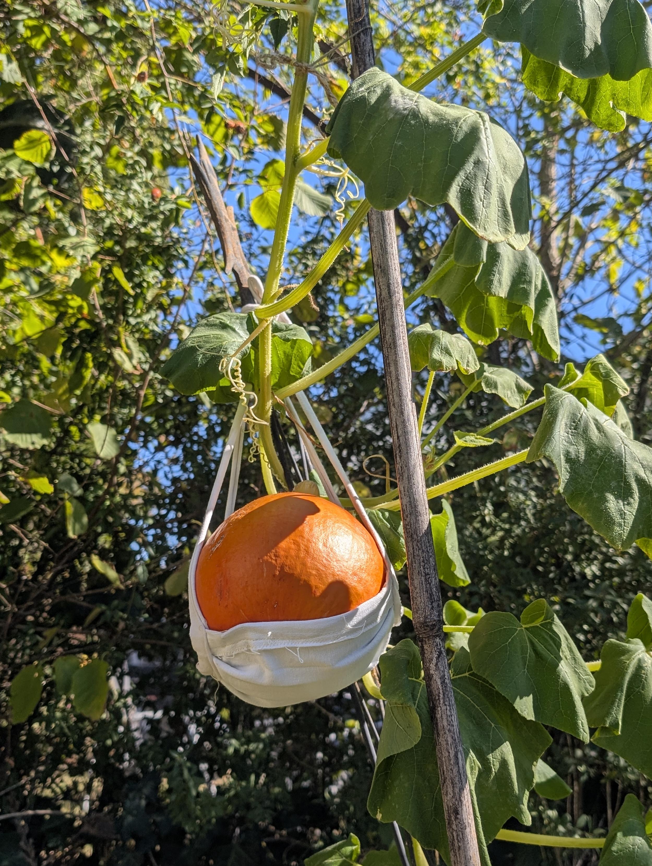 Aufnahme in einem Garten. Ein Kürbis rankt an einem Stab hinauf. Oben hängt ein kleiner, leuchtend orangener Hokkaido.Er wird durch eine weiße Coronamaske gestützt, die am Stab festgebunden ist. Er liegt in der Maske wie in einer Hängematte.