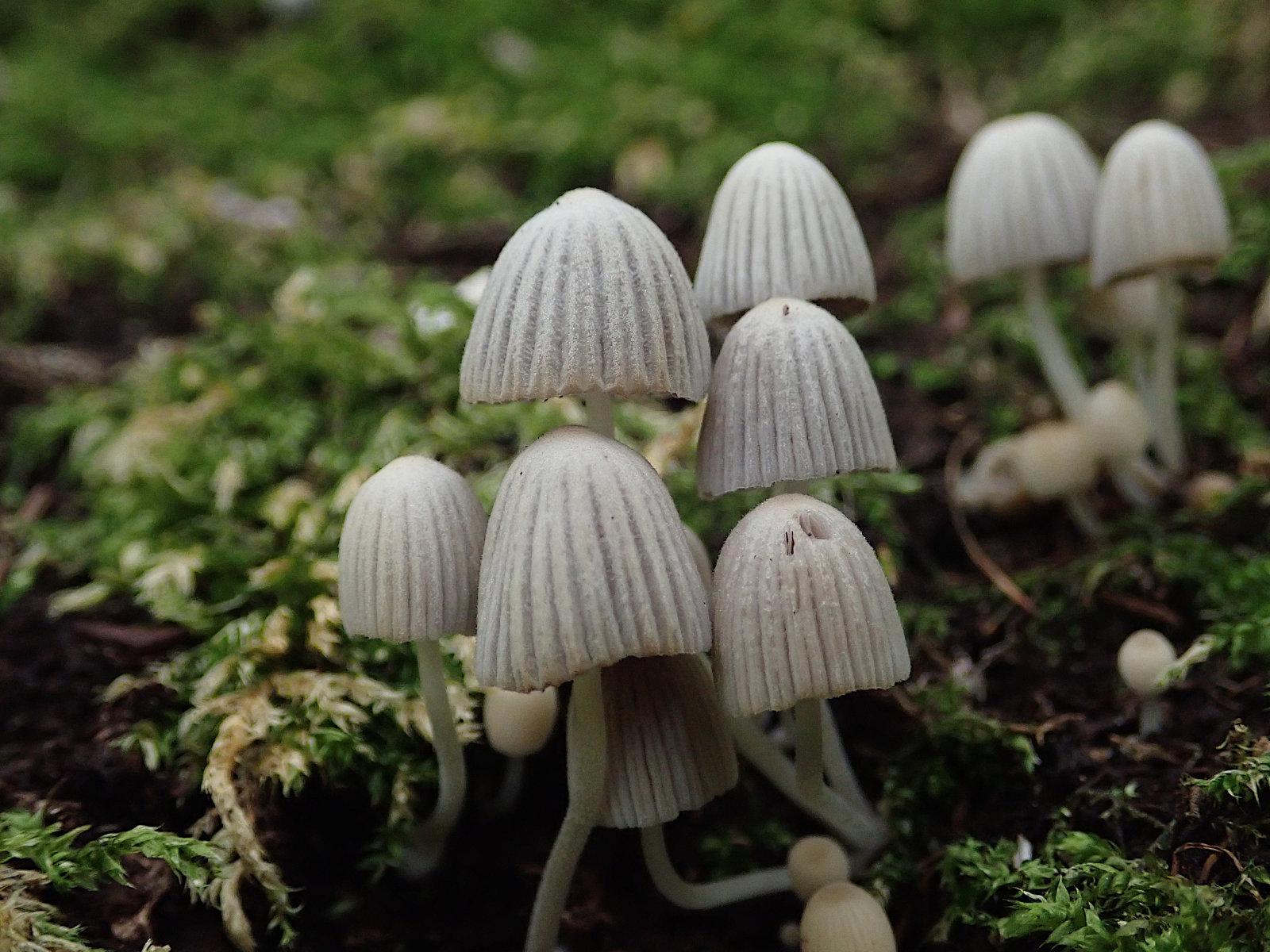 nahaufnahme einer gruppe kleiner pilze, leicht unterbelichtet, den schummrigen lichtverhältnissen am waldboden angemessen. in der bildmitte ist eine gruppe von sechs pilzfruchtkörpern, oder sieben, wenn man den mitzählt, der sich unter den anderen versteckt, cremeweiß mit dünnem stiel und kegelförmigem, oben abgerundetem hut mit leichten dunkleren längsrillen, drängen sie sich dicht aneinander. hinten rechts sind noch zwei, die werden aber schon unscharf. am boden ist teilweise dunkler brauner humus zu sehen, das meiste ist aber mit grünem und teils vertrocknetem braunen moos bewachsen.