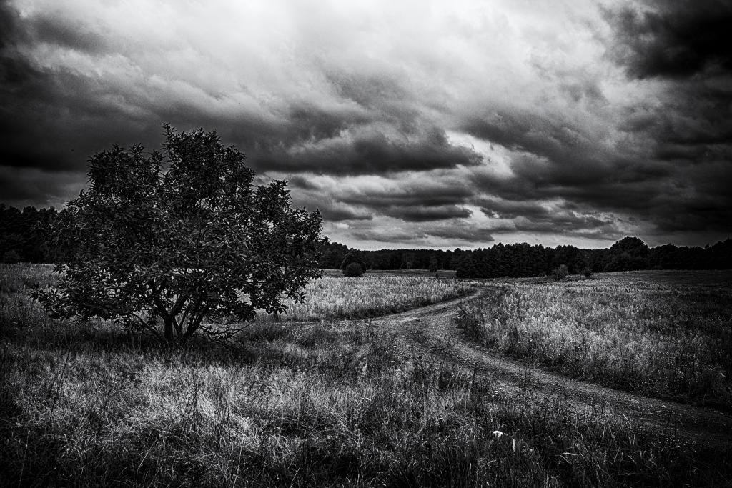 Düstere Landschaftsaufnahe inmitten von Nichts.
 Eine Weggabelung zwischen Wildwuchsflächen, einem kleinen Baum auf der linken Seite und düsterer Regenwolkenmix