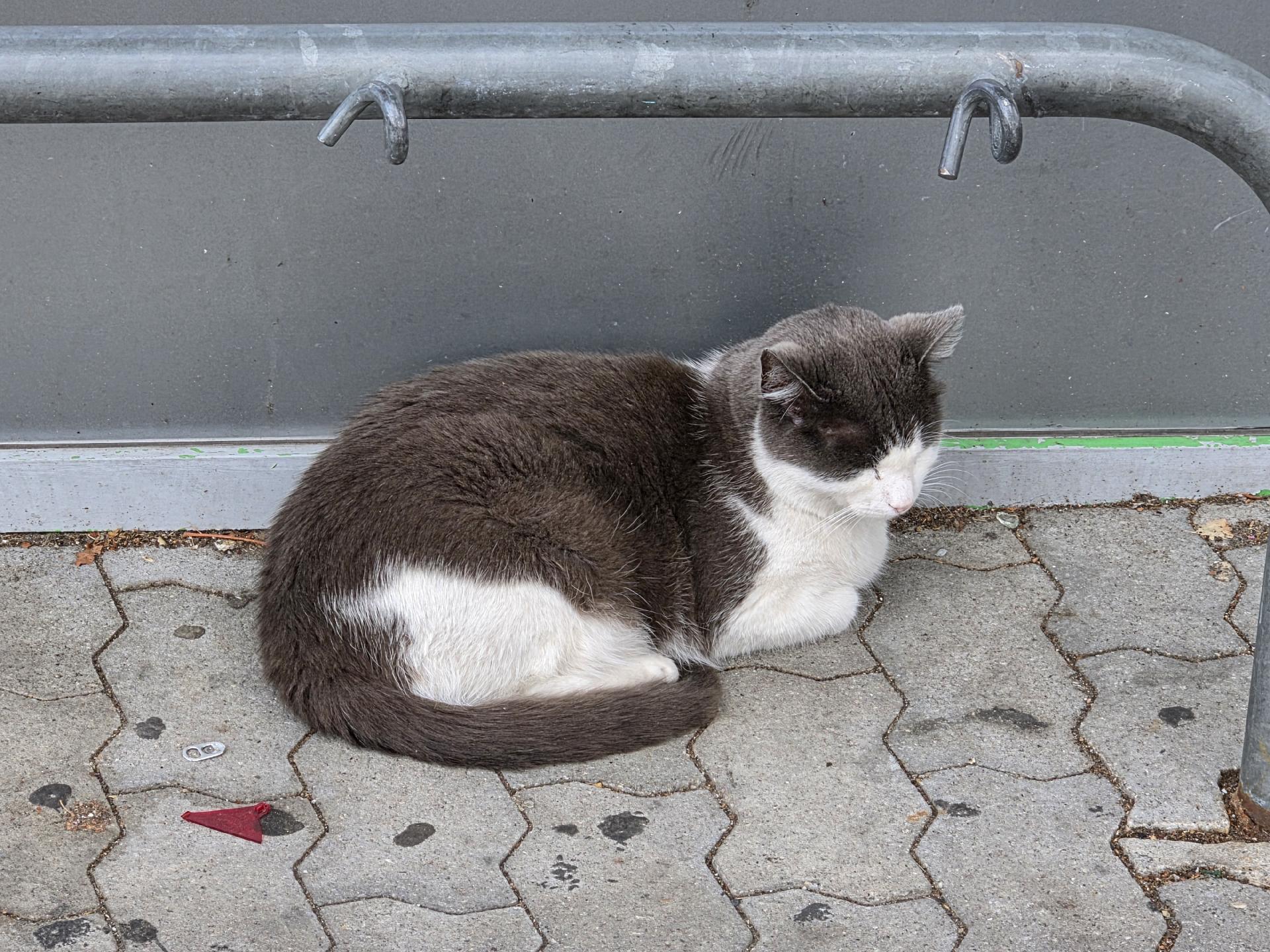 Eine grau-weiß gefärbte Katze liegt dösend unter einem Metallgitter.