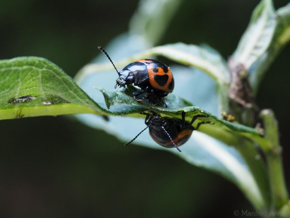 Diese Käfer können mit Marienkäfern (Coccinellidae) verwechselt werden. Sie sind aber größer und fressen, im Gegensatz zu den räuberisch lebenden Marienkäfern, Pflanzen.