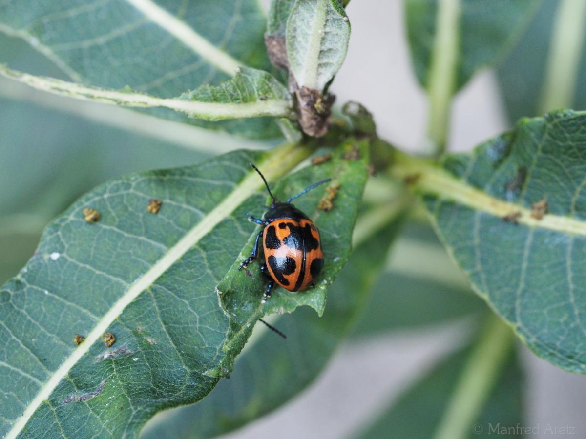 Diese Käfer können mit Marienkäfern (Coccinellidae) verwechselt werden. Sie sind aber größer und fressen, im Gegensatz zu den räuberisch lebenden Marienkäfern, Pflanzen.