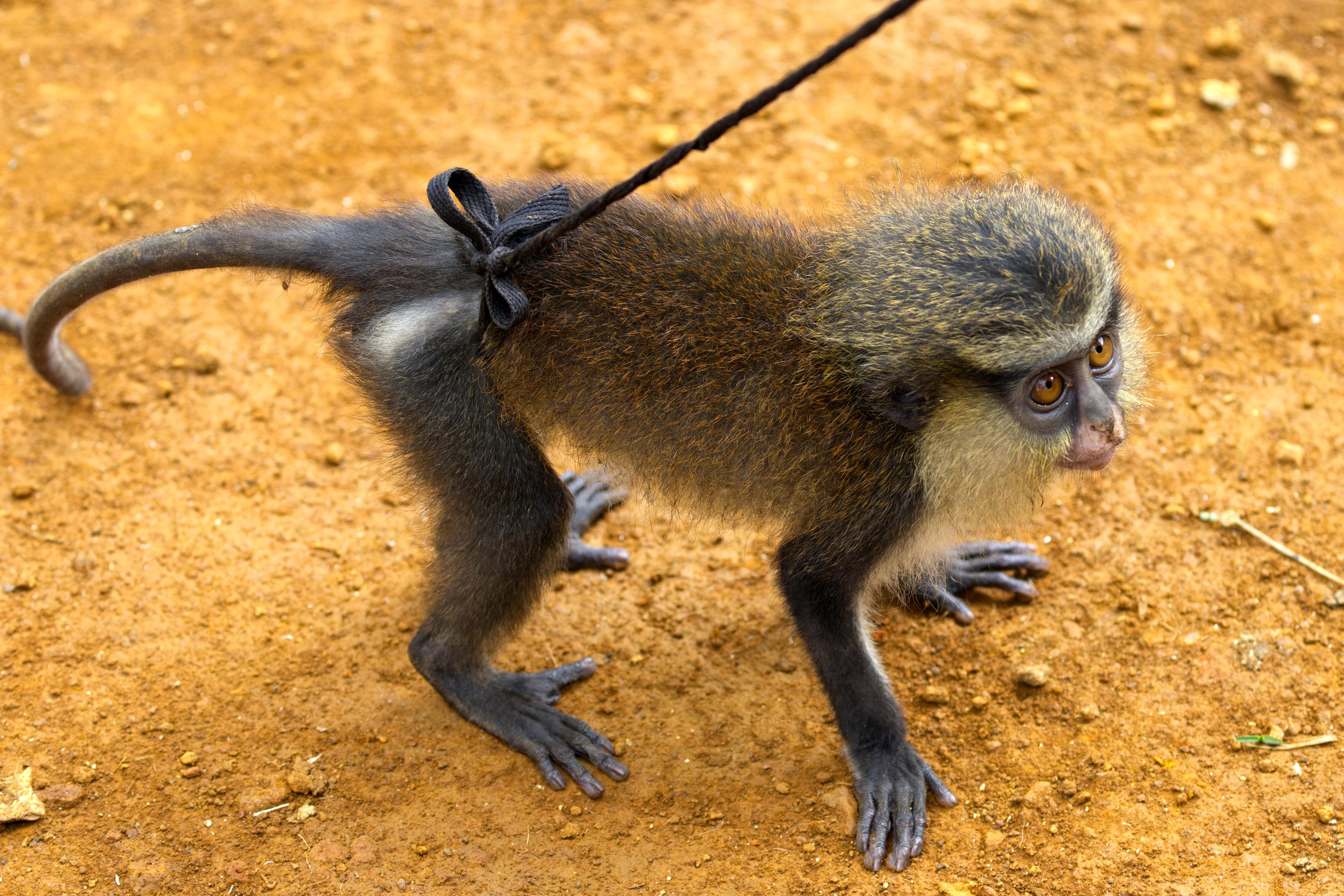 Das Bild zeigt eine junge Monameerkatze (Cercopithecus mona), die mit allen Vieren quer vor dem Betrachter auf einem ockerfarbenen Erdboden steht. Um die Taille des Äffchens wurde ein schwarzes Band gebunden, dessen Ende nach oben aus dem Bild zu einem nicht sichtbaren Menschen führt.
Das Fell dieser Tiere ist an der Oberseite rötlichbraun und an der Unterseite weiß gefärbt. Der Bereich um die Augen ist blaugrau, die Augenbrauen sind schwarz, auf der Stirn befindet sich ein weißer Streifen. Die Haare um das Gesicht sind gelb, von den Augen zu den Ohren erstreckt sich ein schwarzer Streifen. Die Ohren tragen weiße Büschel. Sie erreichen eine Kopfrumpflänge von 35 bis 55 Zentimetern, eine Schwanzlänge von 70 bis 90 Zentimetern und ein Gewicht von bis zu 4,4 Kilogramm (Männchen) beziehungsweise 2,5 Kilogramm (Weibchen), zählen also zu den kleineren Meerkatzenarten.