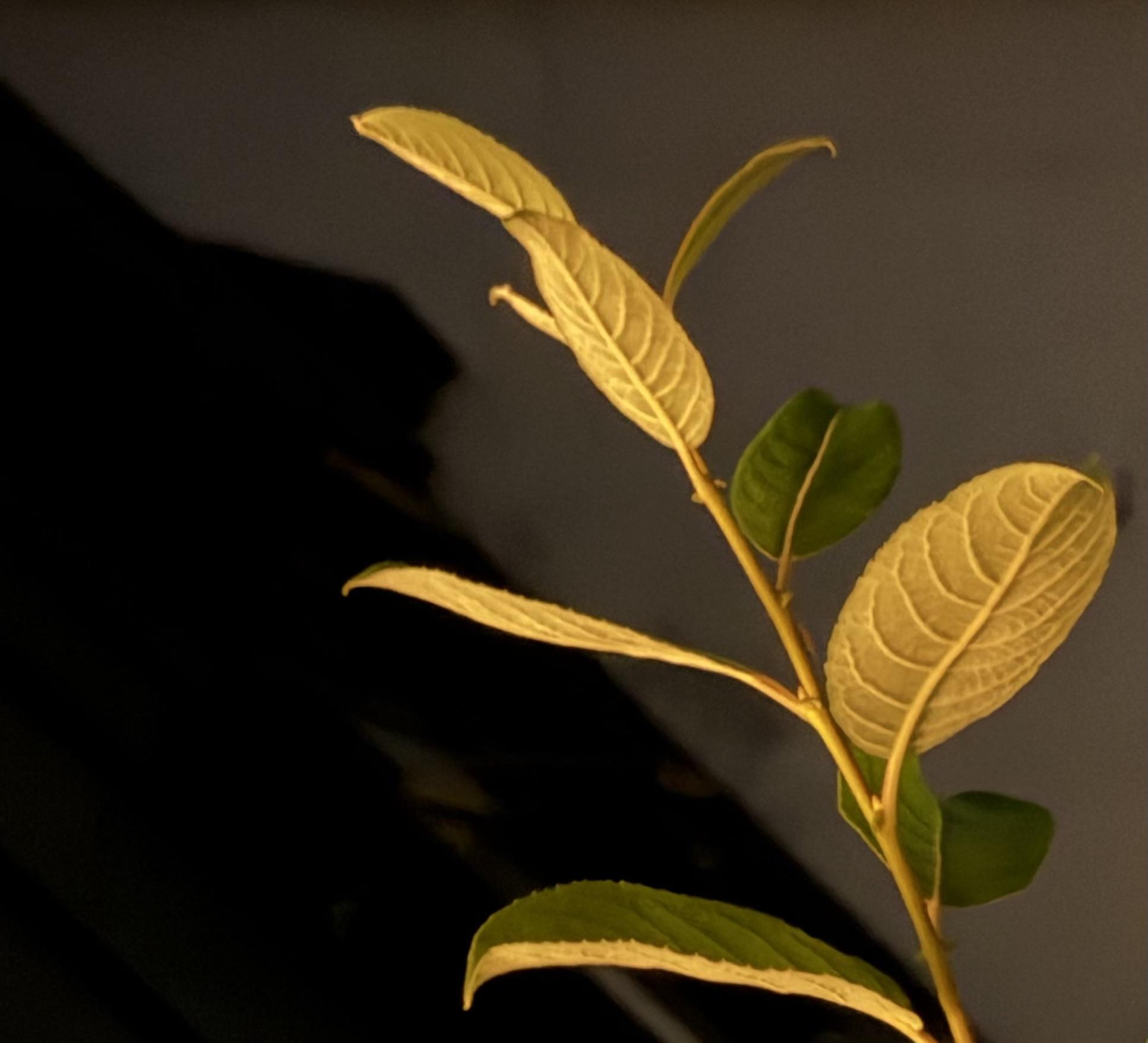 Ein schlanker Zweig mit Blättern tritt aus einem tief dunklen Hintergrund hervor. Einige Blätter leuchten warm golden, andere bleiben grün oder verschwinden im Schatten.