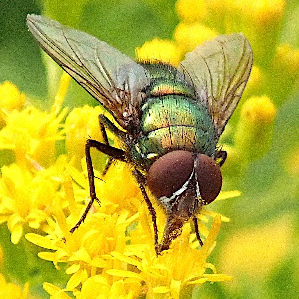 wir blicken von schräg vorne und nur unwesentlich über augenhöhe auf eine fliege mit metallisch goldgrün glänzendem chitinpanzer und riesigen rotbraunen facettenaugen, die in den vielen kleinen knallgelben blüten einer goldrute herumrüsselt. sie hat ein paar pollenkörner im gesicht kleben