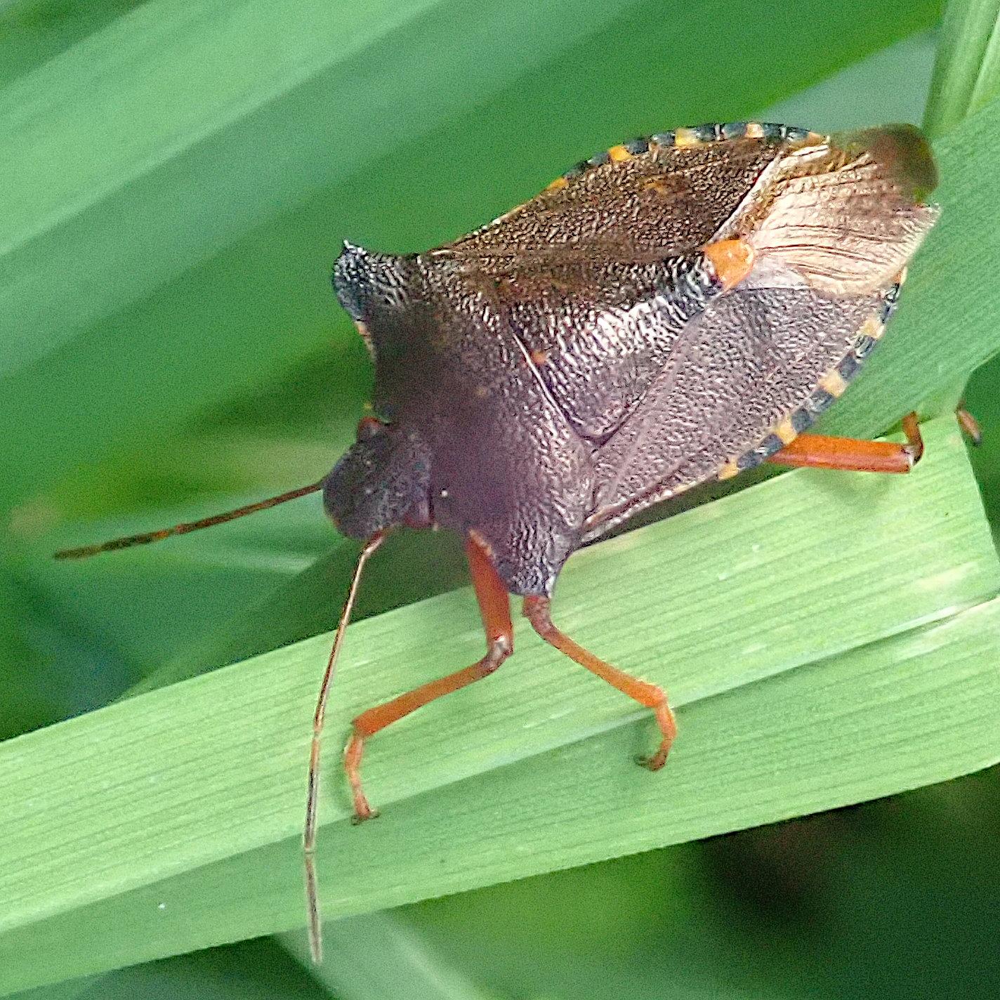 eine braune wanze krabbelt auf einem grasblatt, wir blicken ihr auf den rücken. sie hat die bei pflanzenwanzen weit verbreitete wappenschildform. auffällig sind die weit herausstehenden "schultern", die vorderen äußeren ecken des halsschildes. das insekt ist dunkelbraun, lederartig gerunzelt und glänzt speckig. es hat einen hellen fleck mittig auf dem rücken, an der spitze des schildchens und einen schwarz-creme gestreifeten saum, der hinten seitlich unter den flügelhalbdecken und flügeln herausschaut. die beine sind rotbraun, fast orange.