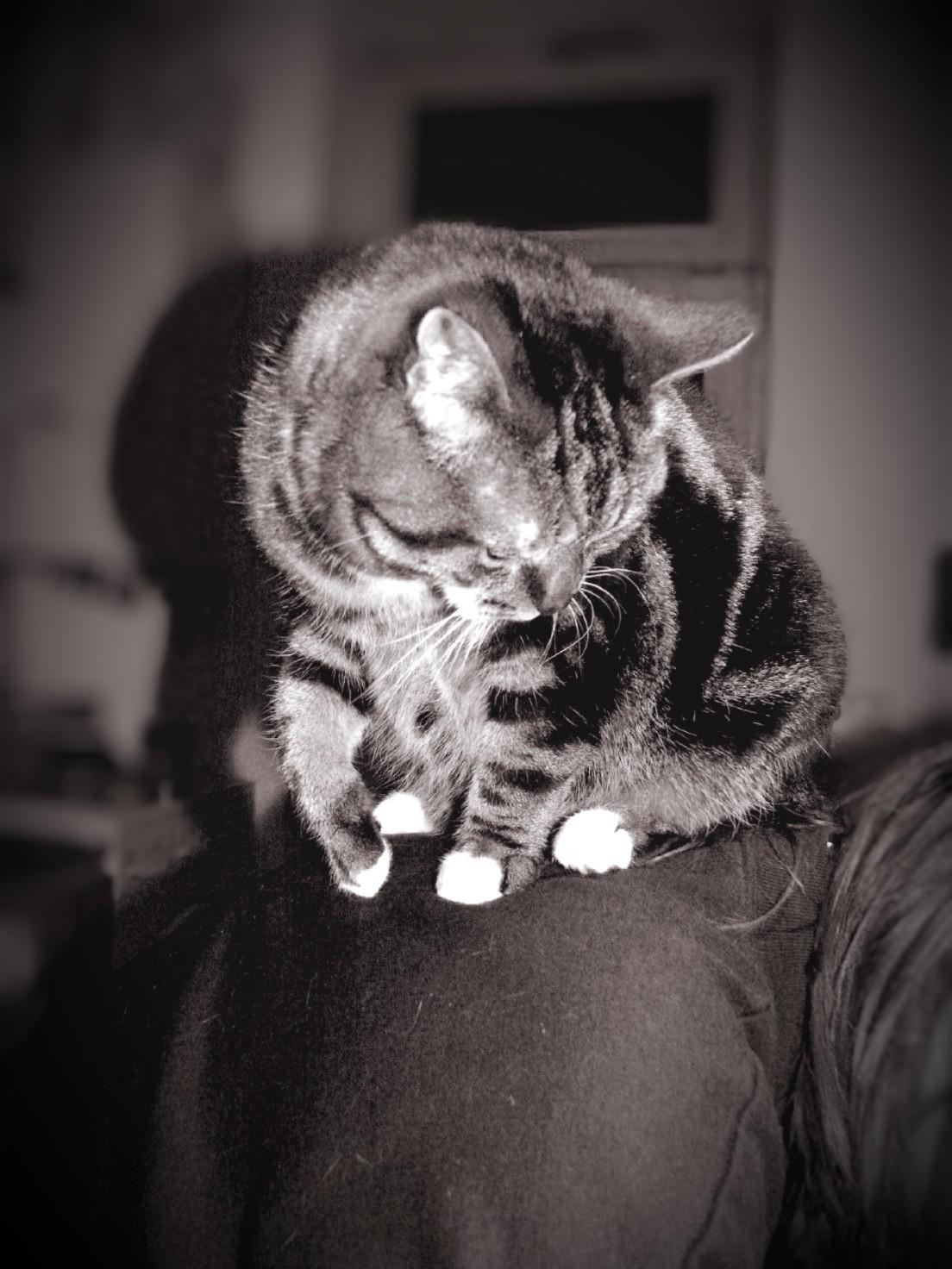 Aufnahme in Schwarzweiß in einer Küche. Eine Person mit langem Haar hält Kopf und oberen Rücken gebeugt. Auf ihrem oberen Rücken und Schultern sitzt eine Katze mit Tabbyfell. Sie blickt nach unten. 
Im Hintergrund ist unscharf ein Boiler und ein Fenster zu sehen.