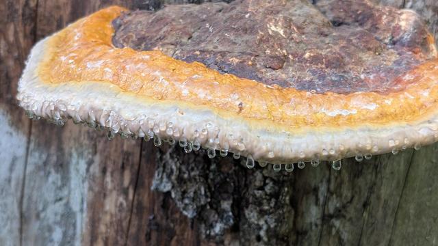 Großaufnahme eines Baumschwamms, der 5 cm waagerecht aus einem stehenden Baumstamm wächst. Er ist außen weiss, dann kommt ein Rind aus gelb-ocker ca. 1,5 cm breit, danach ist er oben dunkelbraun. 
An dem weißen Ring ganz außen hängen Wassertropfen wie kleine Glaszapfen.